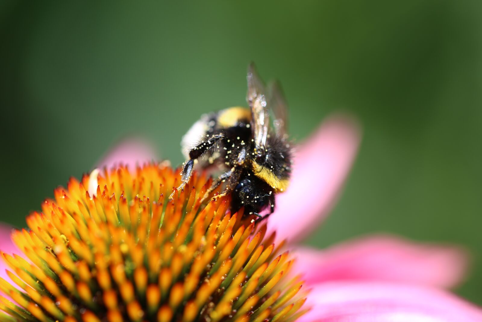 Canon EF 100mm F2.8L Macro IS USM sample photo. Botanical, close up, botany photography