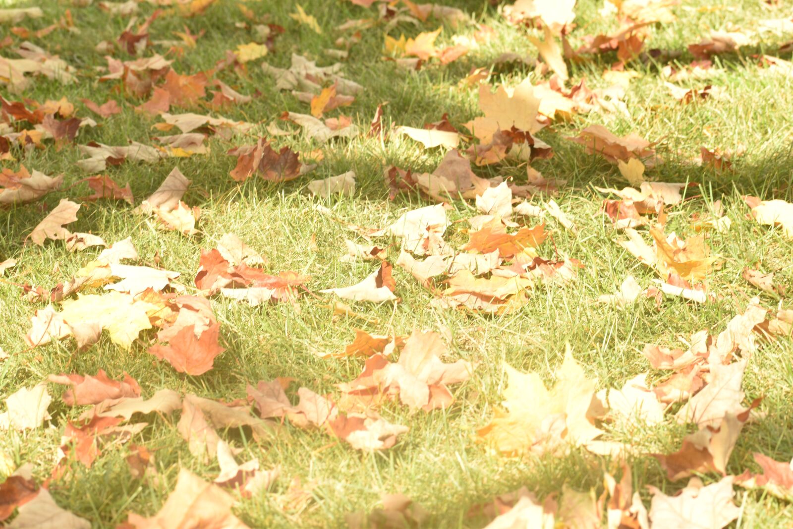 Nikon D3500 sample photo. Sunny, fall, leaves photography