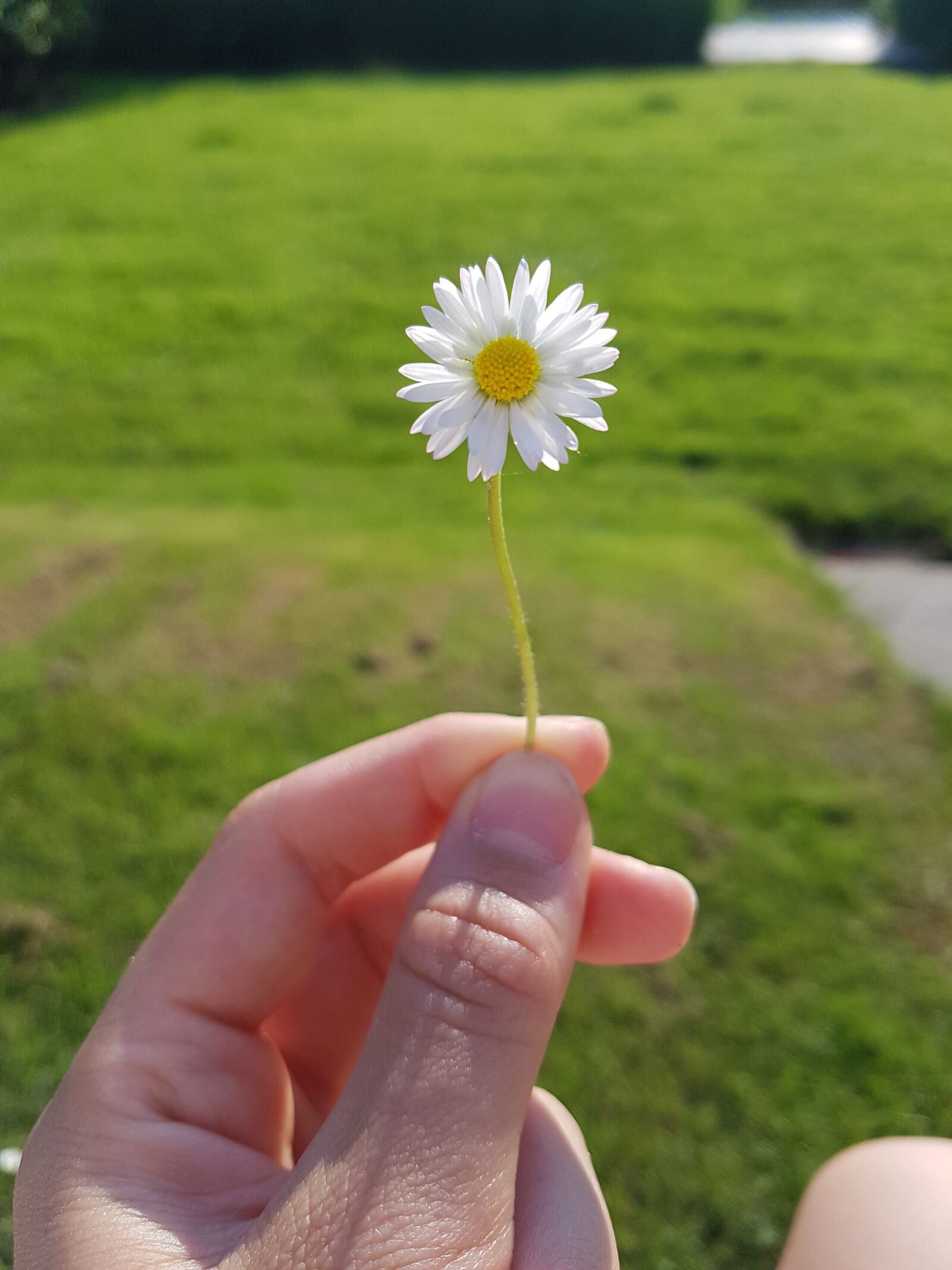 Samsung Galaxy S7 sample photo. Flower, nature, daisy photography