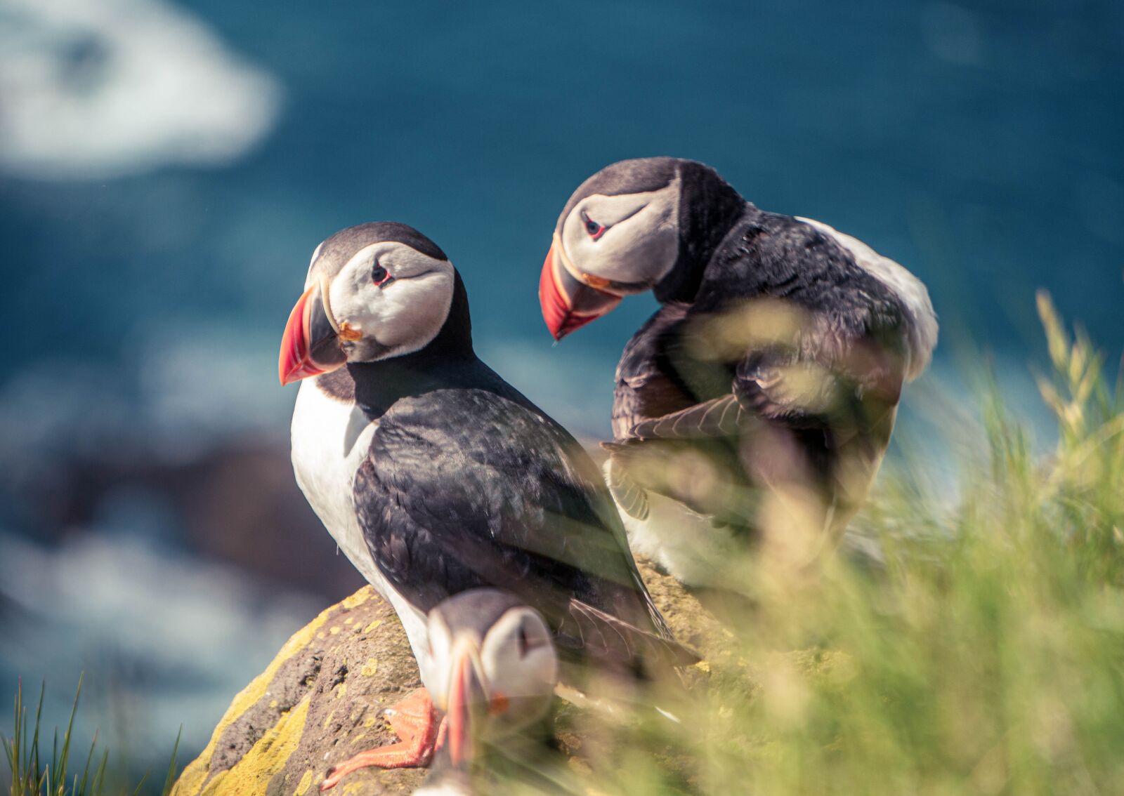 Sony a6300 sample photo. Birds, puffins, arctic photography
