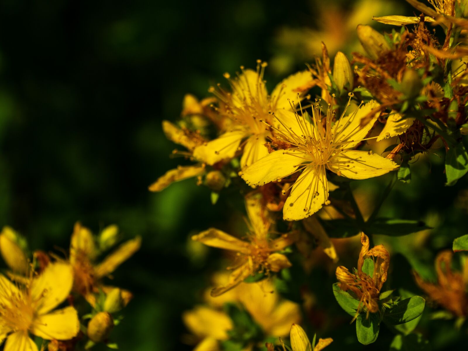 Olympus M.Zuiko Digital ED 12-200mm F3.5-6.3 sample photo. St john's wort, herb photography