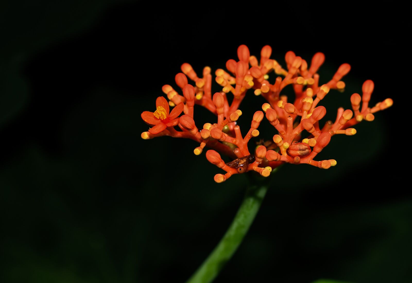 Canon EOS 700D (EOS Rebel T5i / EOS Kiss X7i) + Canon EF 50mm F1.8 STM sample photo. Hanuman sitting, orange flower photography