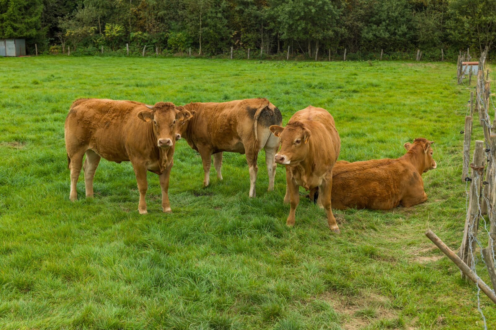 Leica M9 sample photo. Cows, grass, farm photography