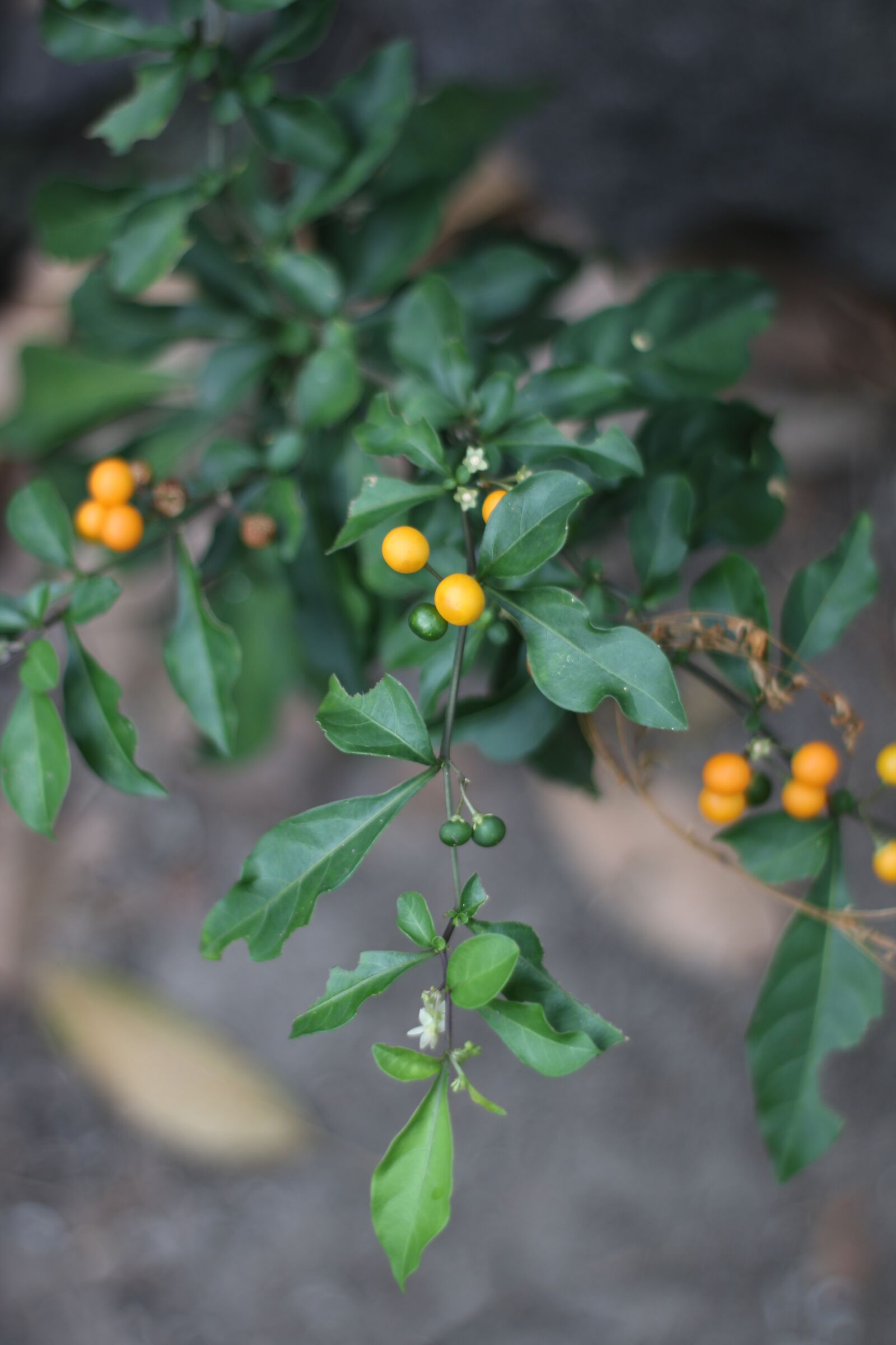 Canon EOS 750D (EOS Rebel T6i / EOS Kiss X8i) sample photo. Fruit, photography, nature photography