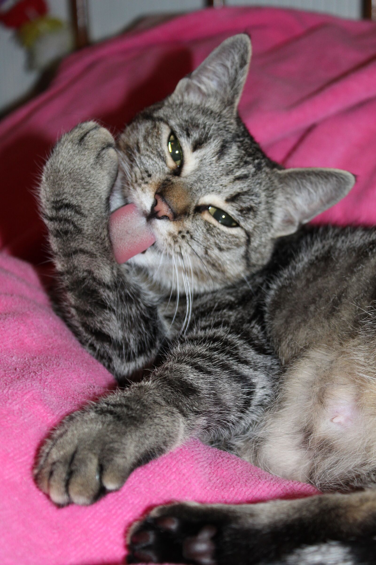 Canon EOS 1300D (EOS Rebel T6 / EOS Kiss X80) sample photo. Cat, feline, cute photography