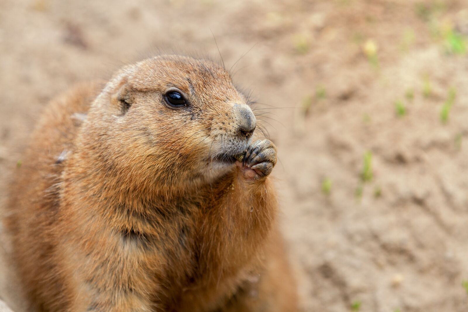 Canon EOS 7D sample photo. Nature, north america, animal photography