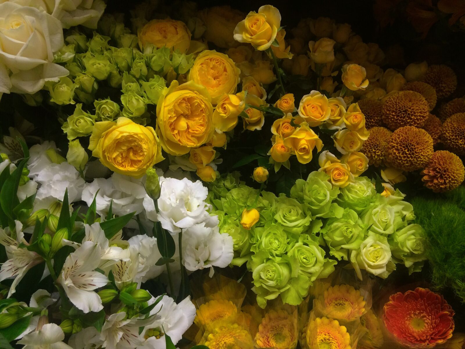 iPhone 5s back camera 4.12mm f/2.2 sample photo. Rose, yellow, white photography