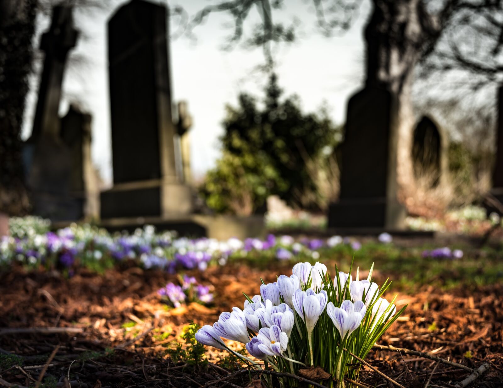 Nikon D750 sample photo. Graveyard, church, crocus photography