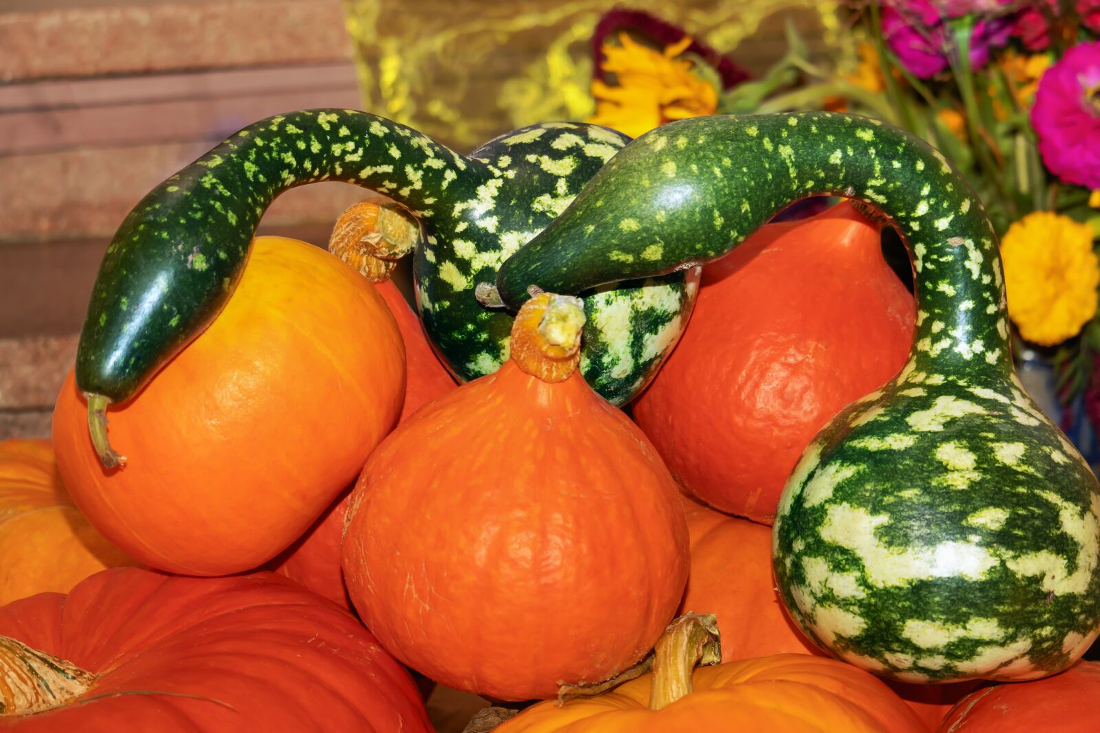 Canon EOS 77D (EOS 9000D / EOS 770D) sample photo. Thanksgiving, festival, pumpkin photography