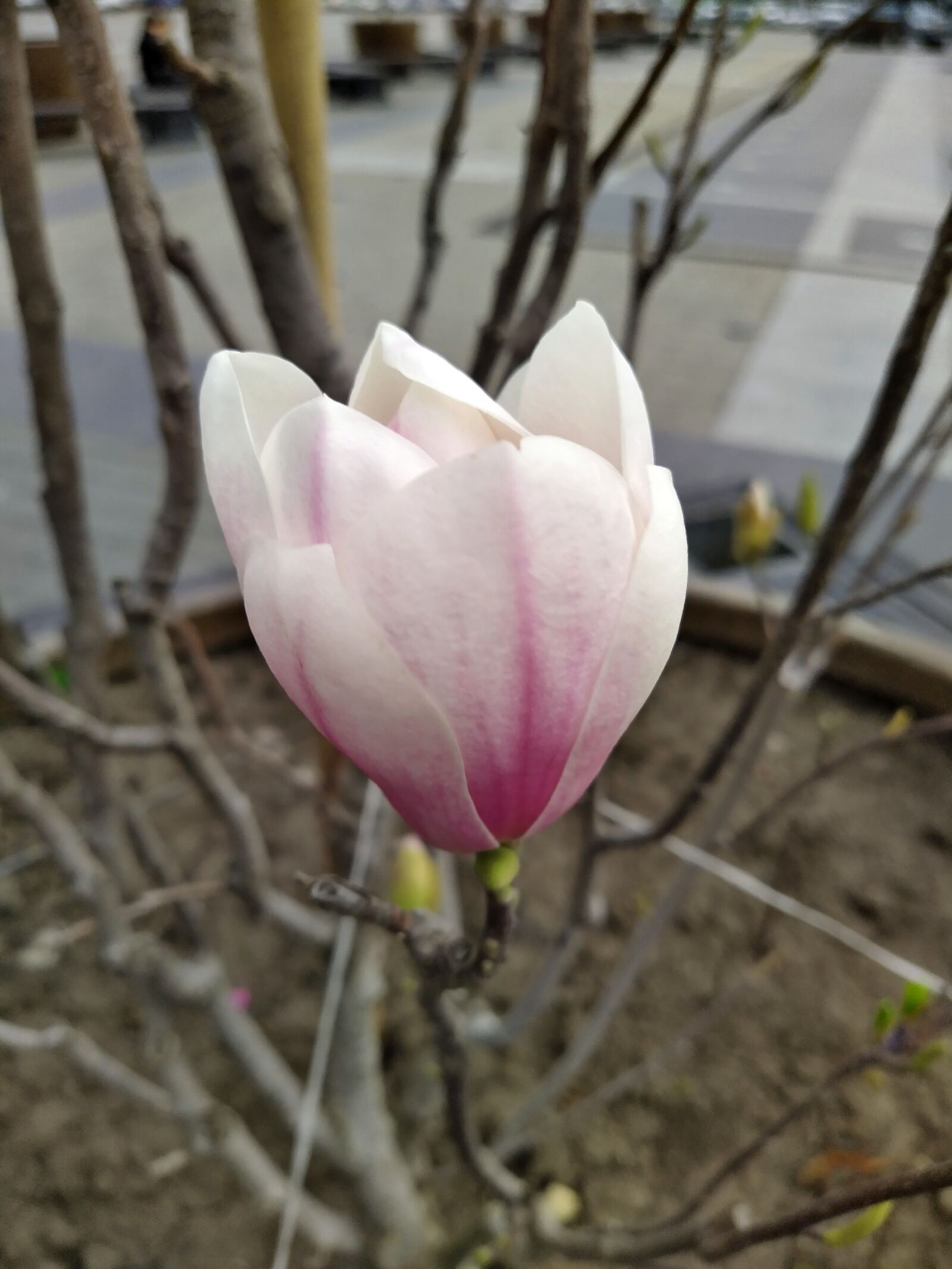HMD Global Nokia 7.2 sample photo. Magnolia, flower, tree photography