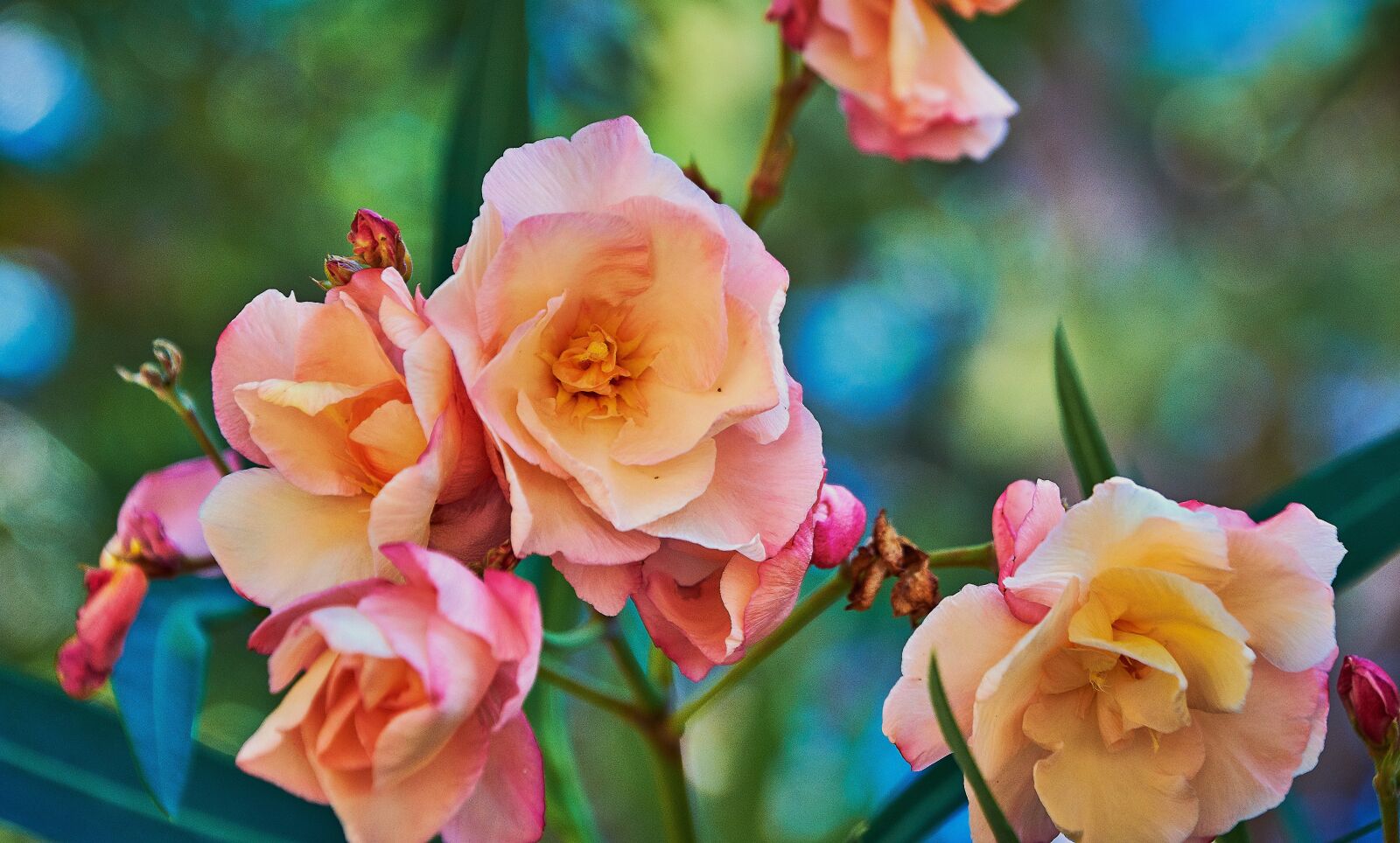 Nikon D7200 sample photo. Flower, rosa, flowers photography