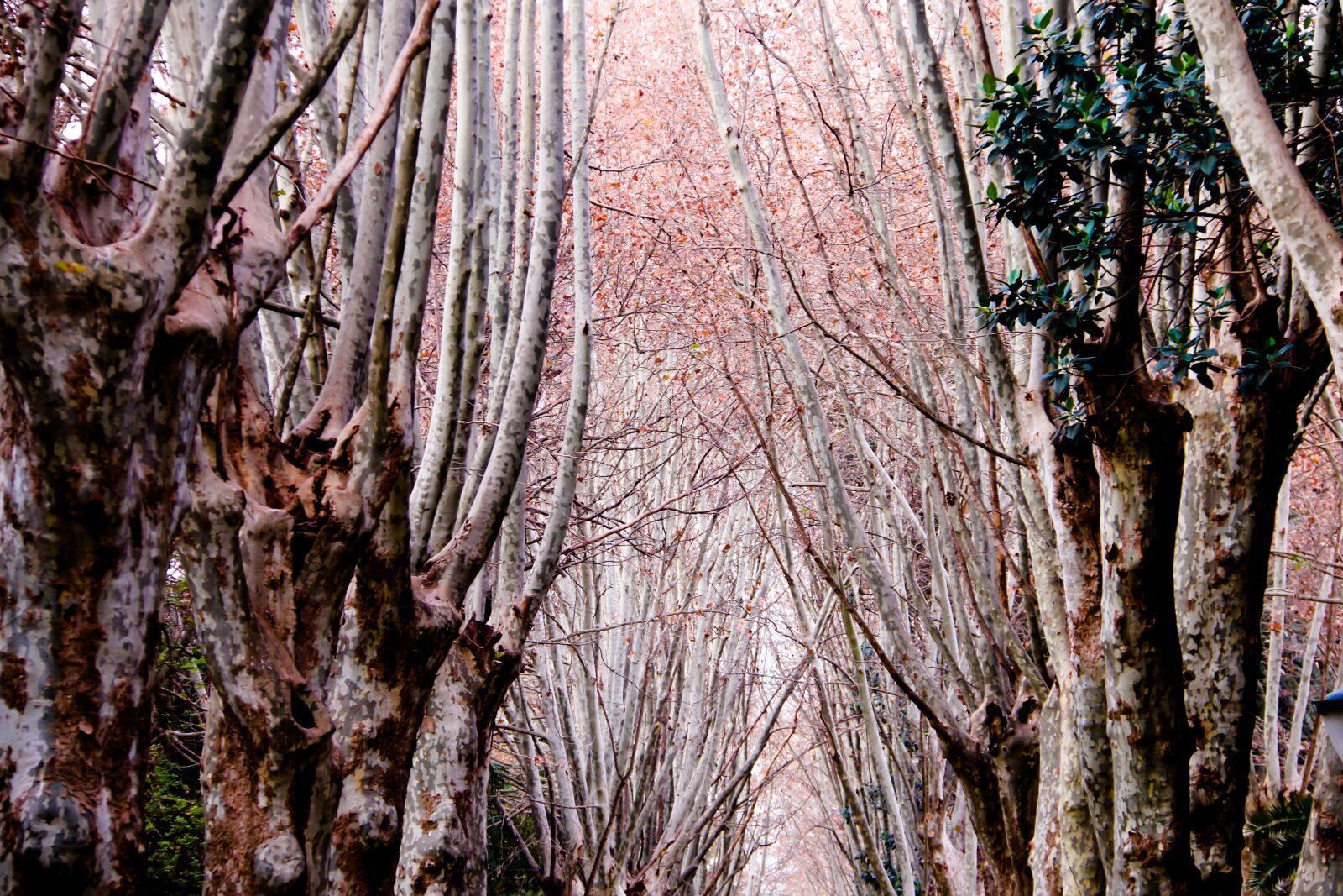 Canon EF-S 18-200mm F3.5-5.6 IS sample photo. Garden, hamma, algiers photography