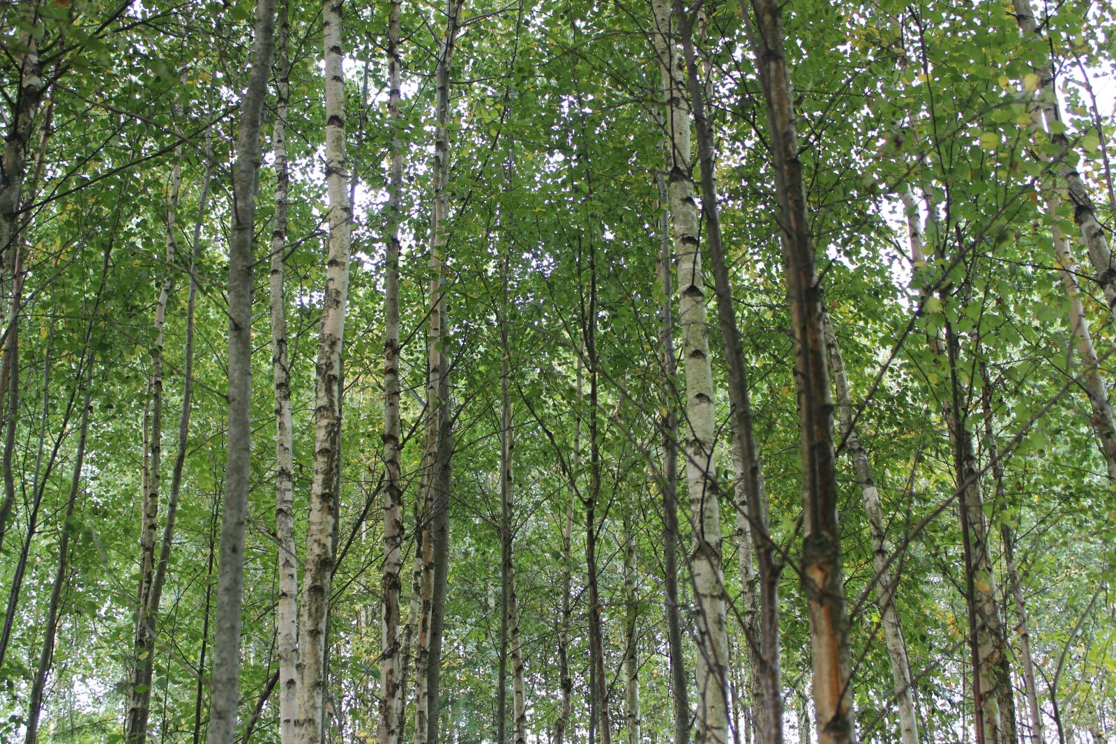Canon EOS 600D (Rebel EOS T3i / EOS Kiss X5) sample photo. Tree, green, nature photography