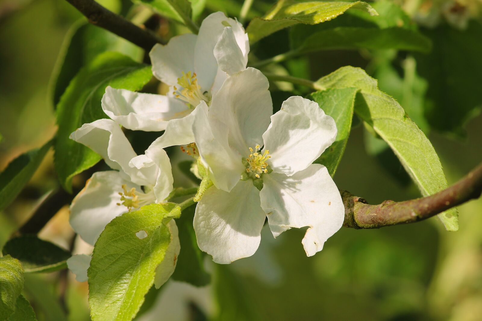 Canon EOS 1100D (EOS Rebel T3 / EOS Kiss X50) sample photo. Apple blossom, apple tree photography