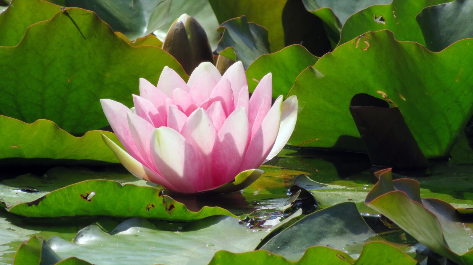 Canon PowerShot SX720 HS sample photo. Nature, pond plant, water photography