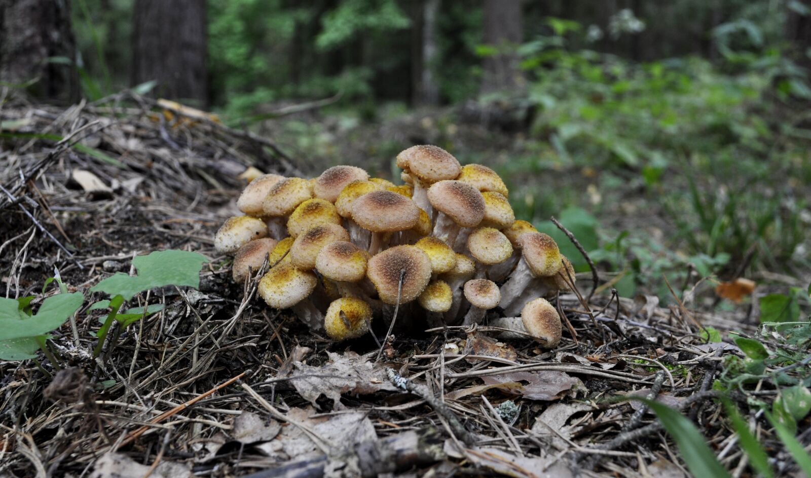 Nikon D5000 sample photo. Forest, opieńka, mushroom photography