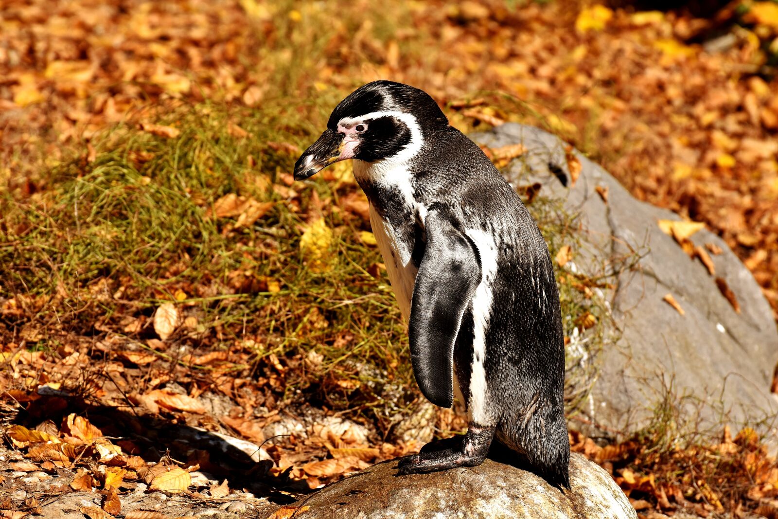 Nikon D7200 sample photo. Penguin, animal, animal world photography