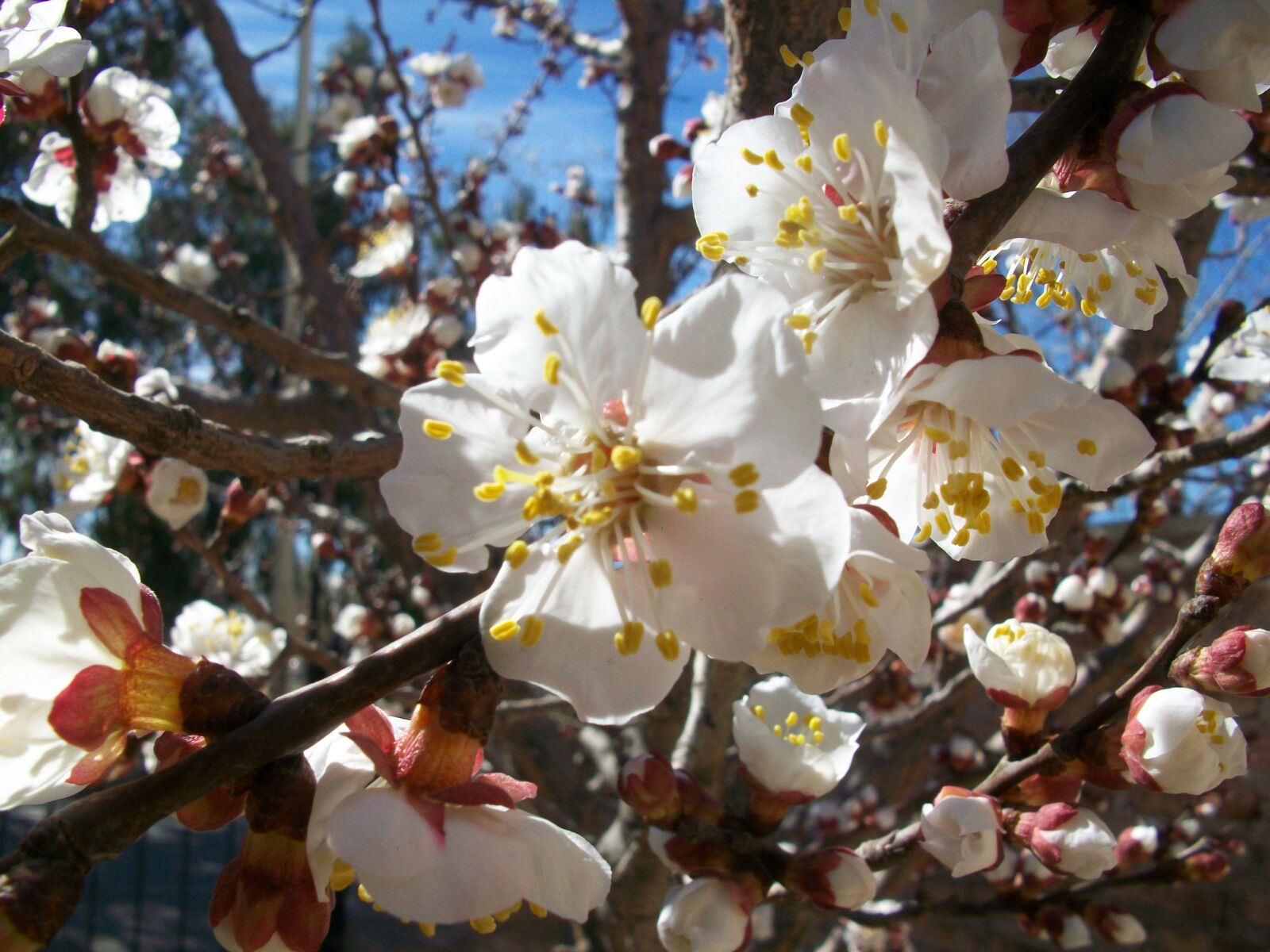 Kodak EASYSHARE M1063 DIGITAL CAMERA sample photo. Flower, spring, plant photography