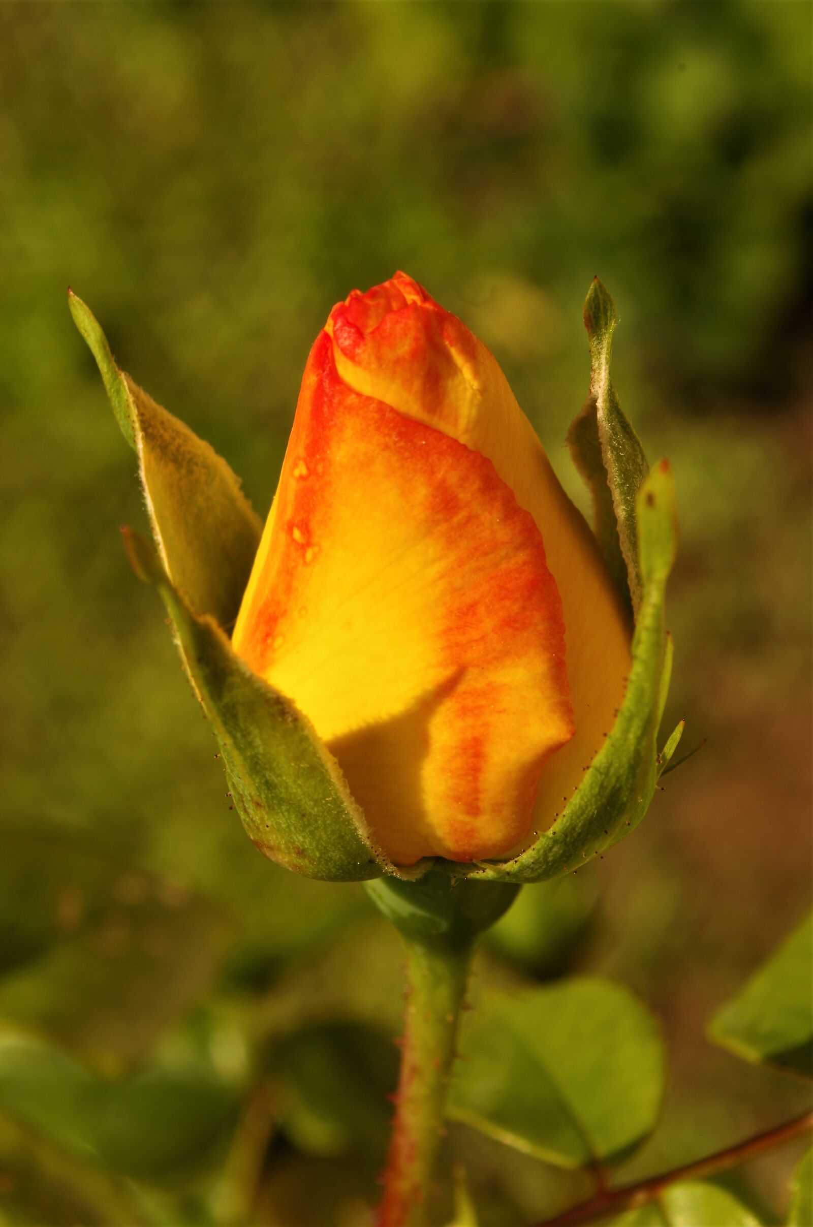 Pentax K-50 sample photo. Rosa, rose, rosebud photography