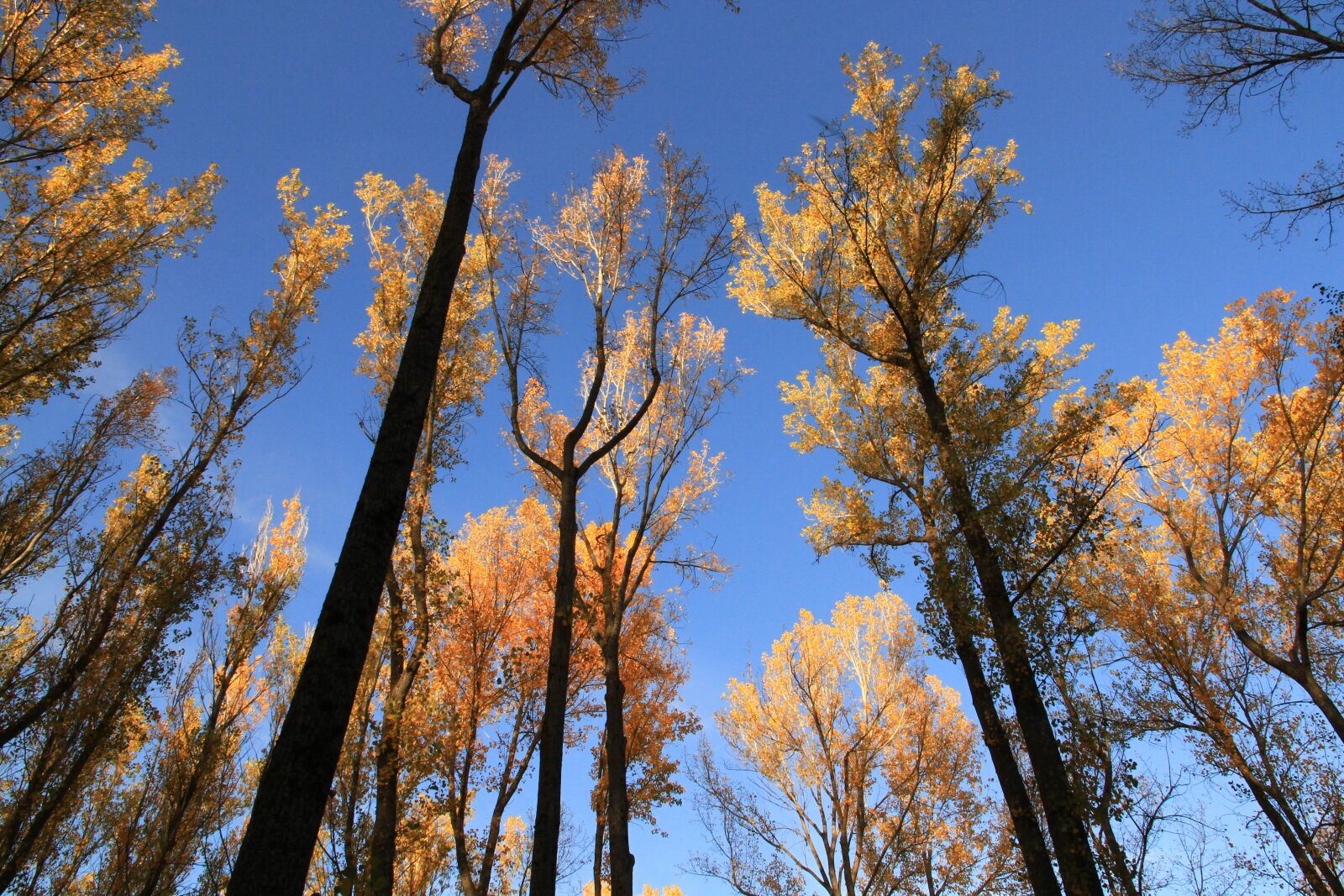 Canon EOS 7D sample photo. Arboleda, autumn, nature photography