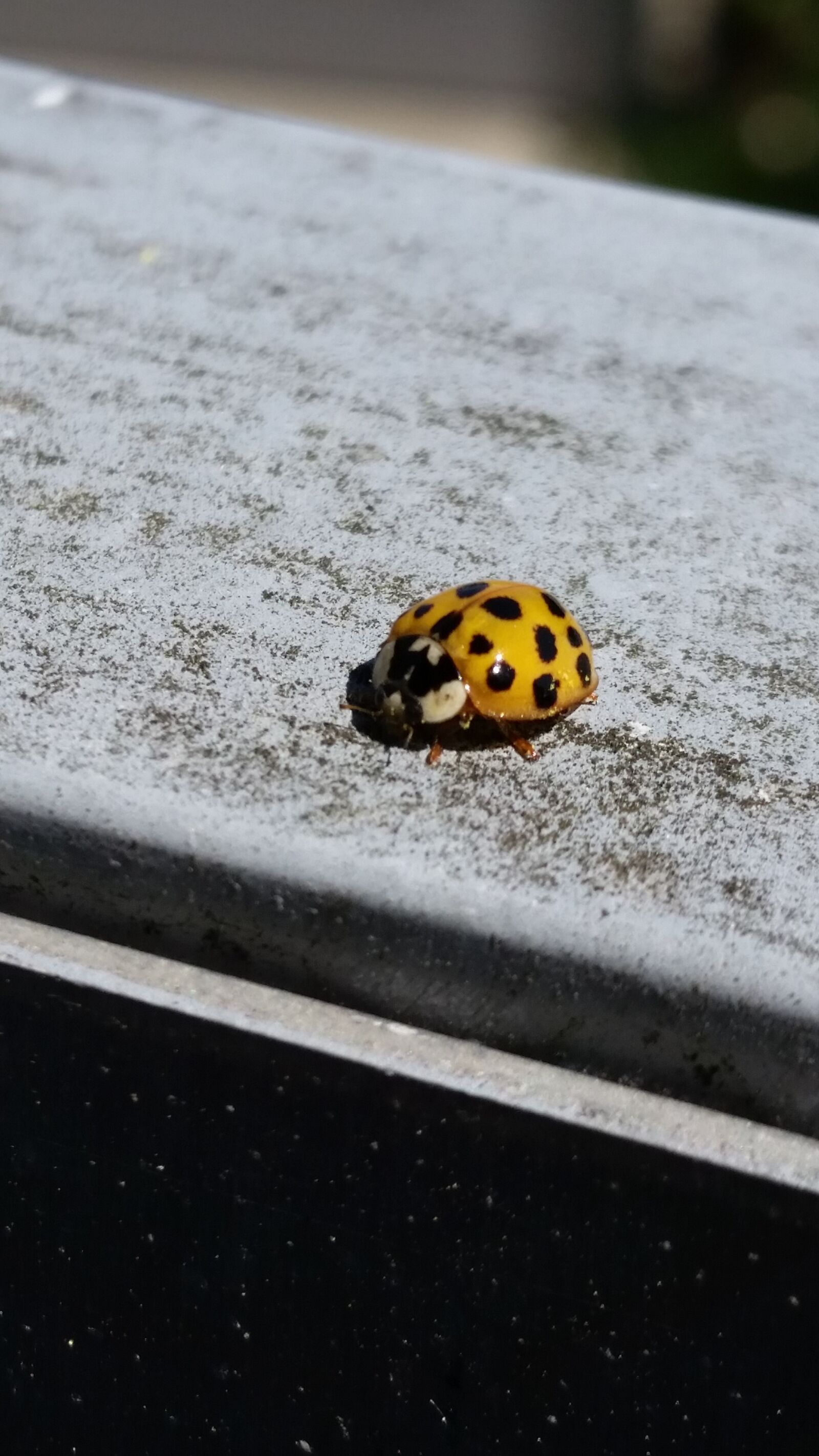 Samsung Galaxy S5 sample photo. Ladybug, beetle, red photography
