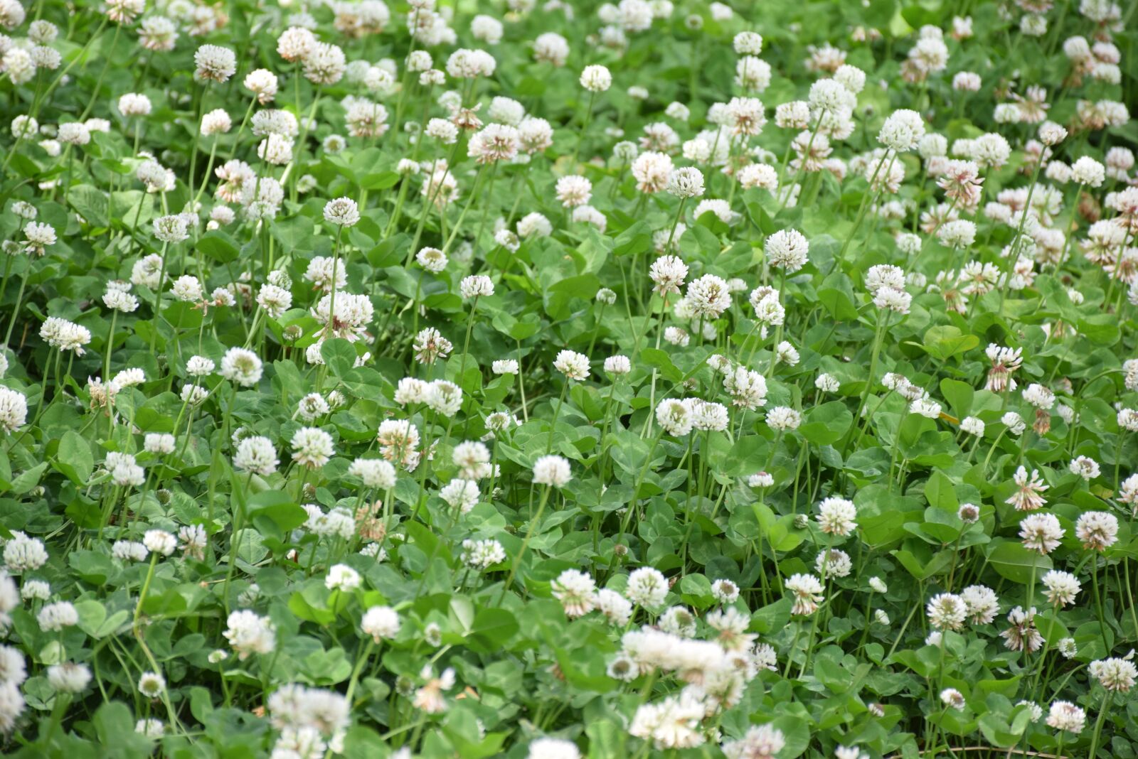 Nikon D5300 sample photo. Plant, glass, flower photography