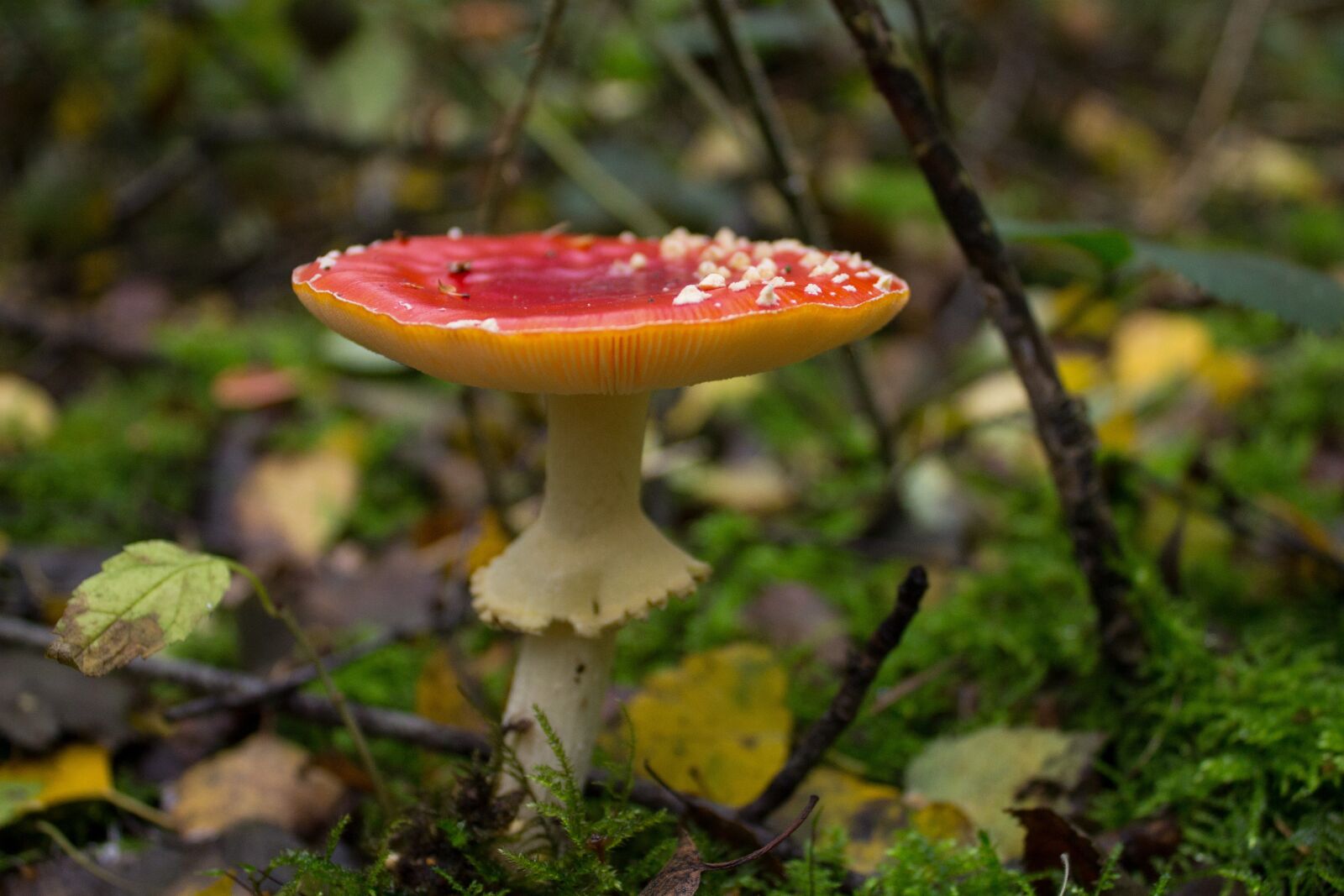Canon EOS 1100D (EOS Rebel T3 / EOS Kiss X50) sample photo. Mushroom, fly agaric, red photography