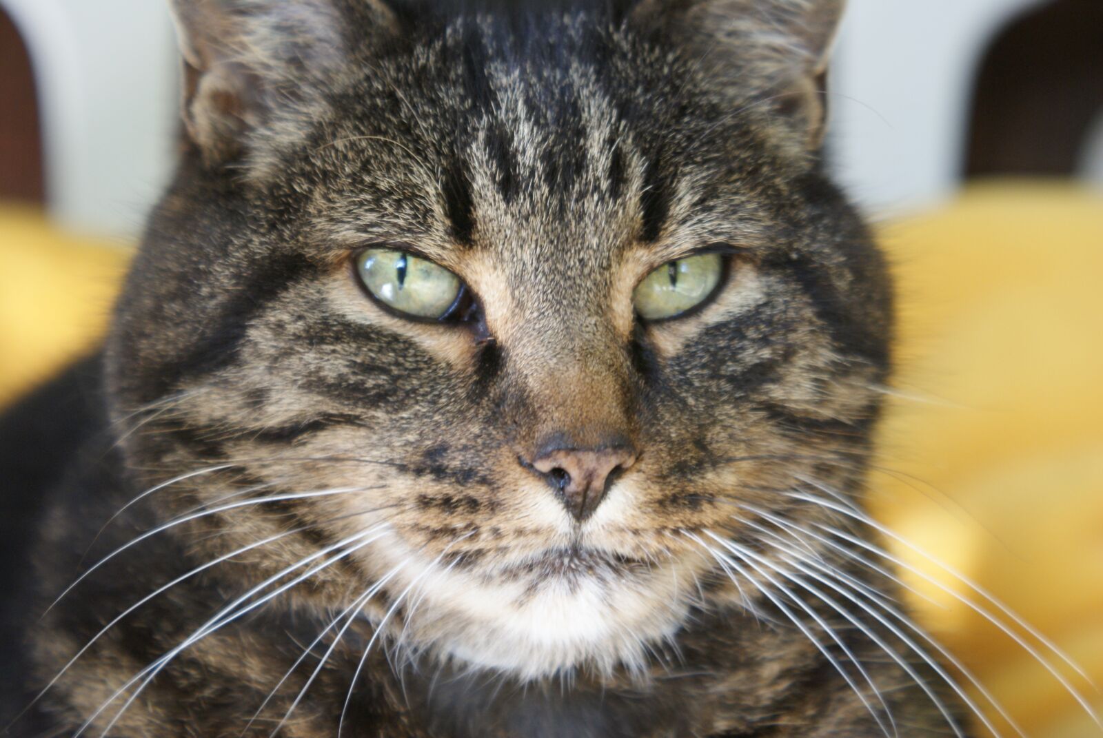 Sony Alpha DSLR-A300 sample photo. Cat, animals, pet photography