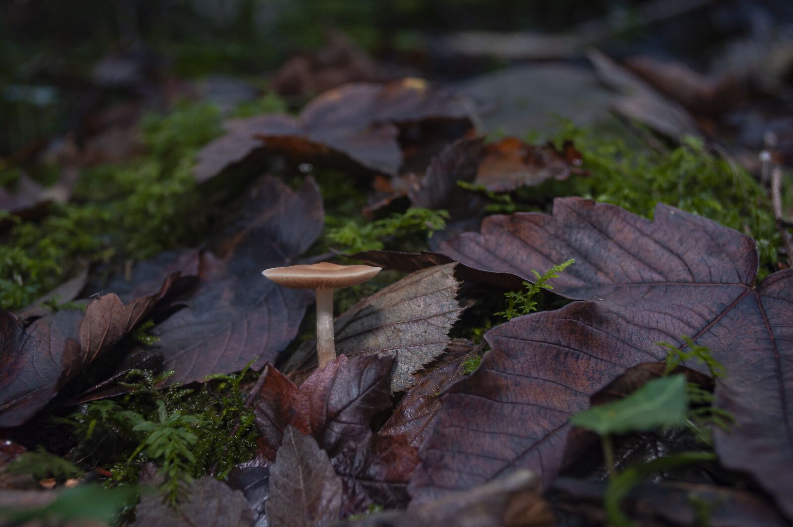 Nikon D90 sample photo. Forest mushroom, wild mushroom photography