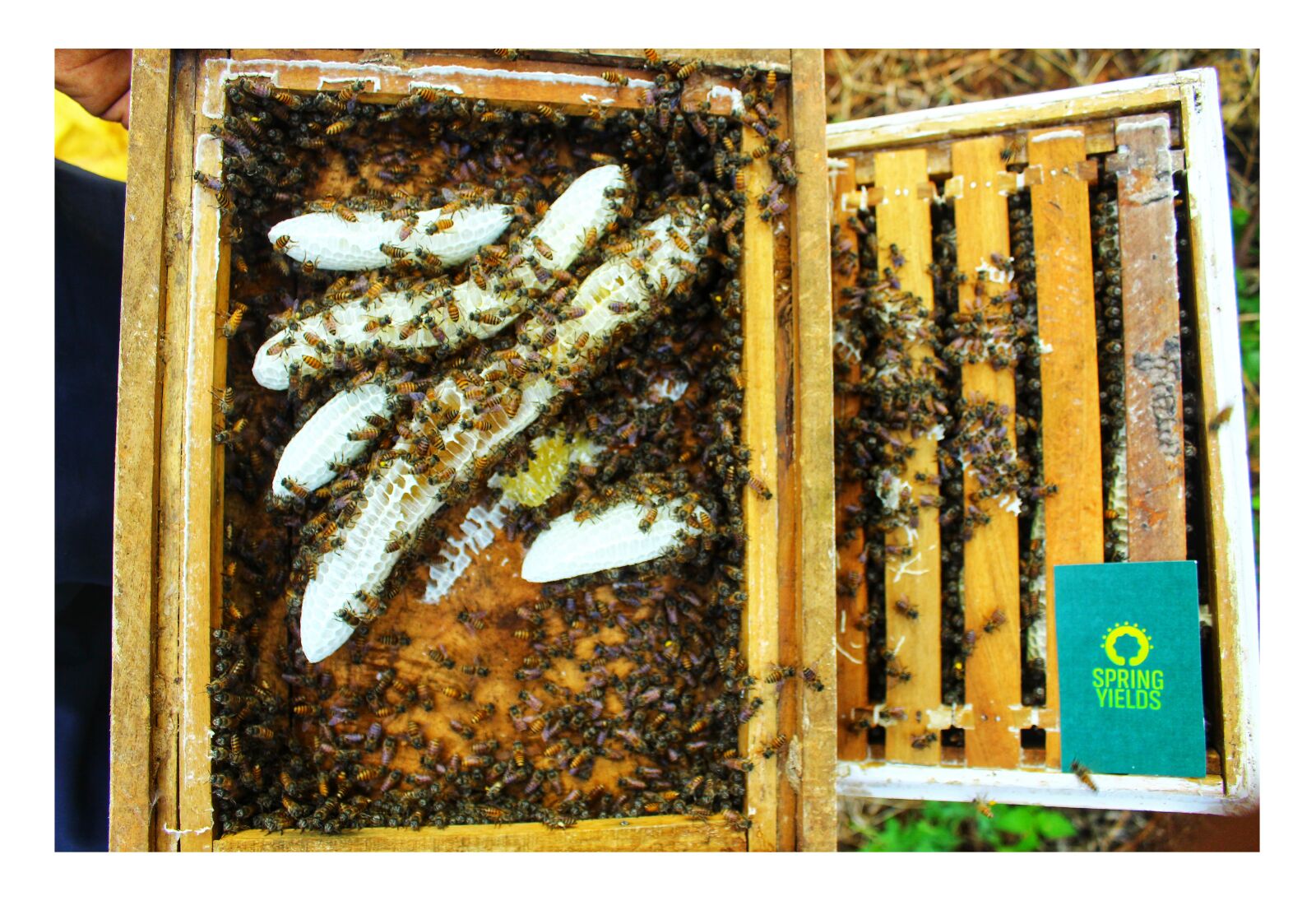 Canon EOS 700D (EOS Rebel T5i / EOS Kiss X7i) sample photo. Honey, beehive, honeybee photography