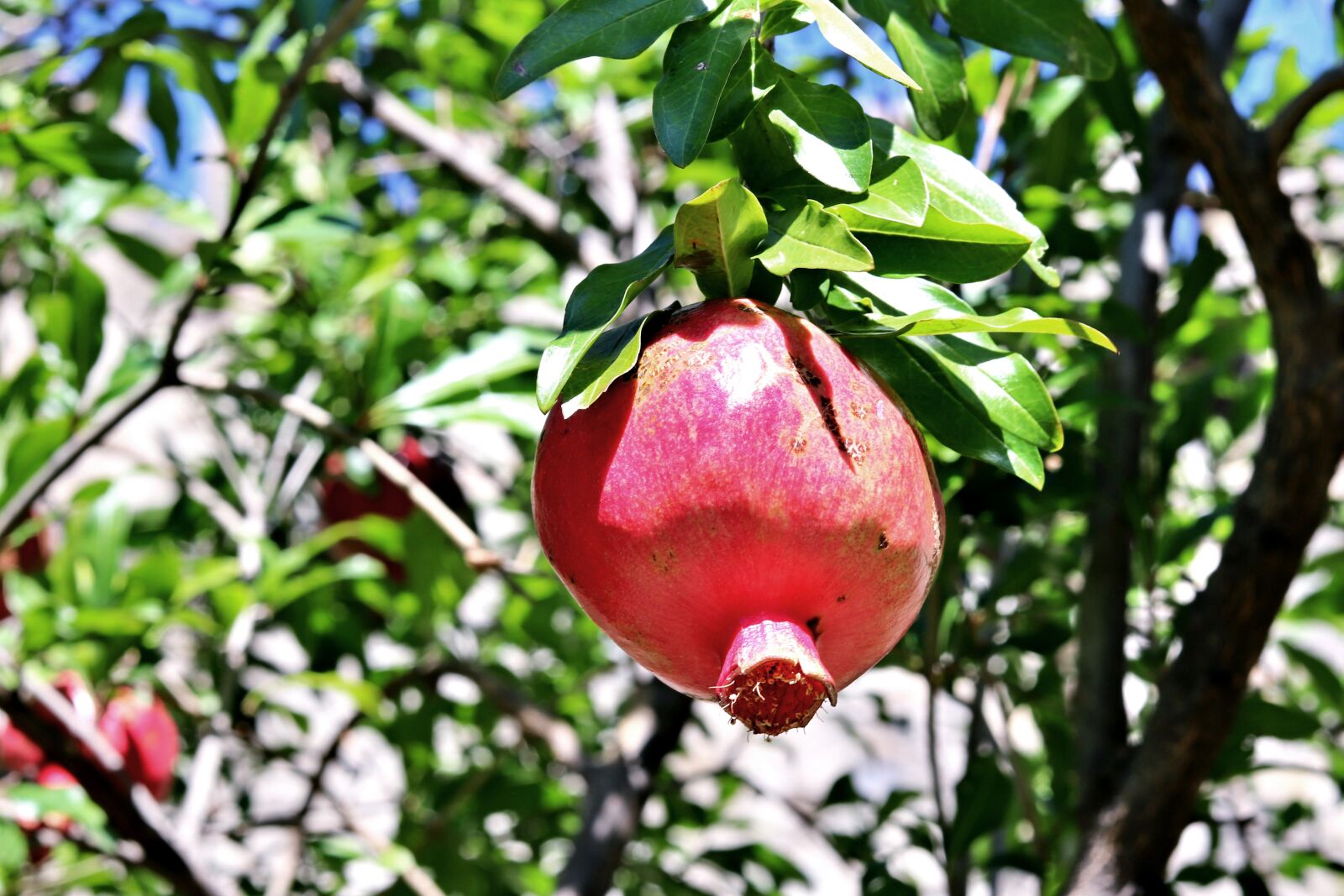 Canon EOS 200D (EOS Rebel SL2 / EOS Kiss X9) sample photo. Pomegranate, fruit, south photography