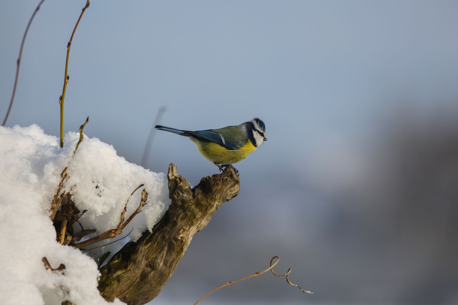 Canon EF 100-400mm F4.5-5.6L IS USM sample photo. Tit, bird, branch photography