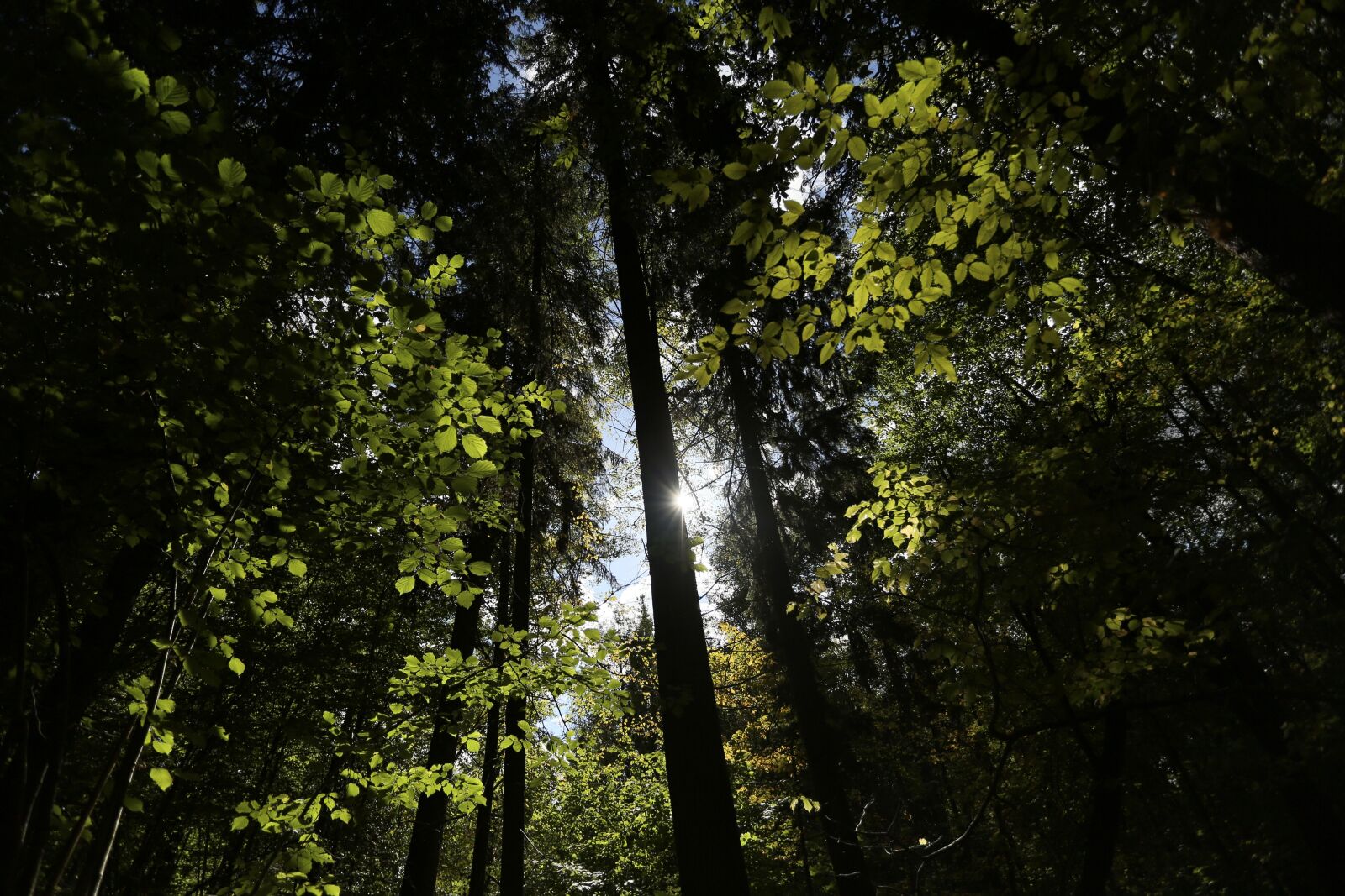 Canon EOS 6D + Canon EF 17-40mm F4L USM sample photo. Bialowieja forest, forest, poland photography