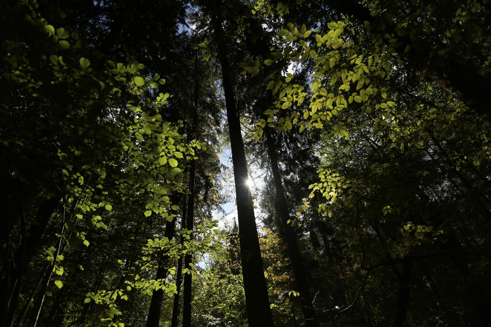 Canon EF 17-40mm F4L USM sample photo. Bialowieja forest, forest, poland photography