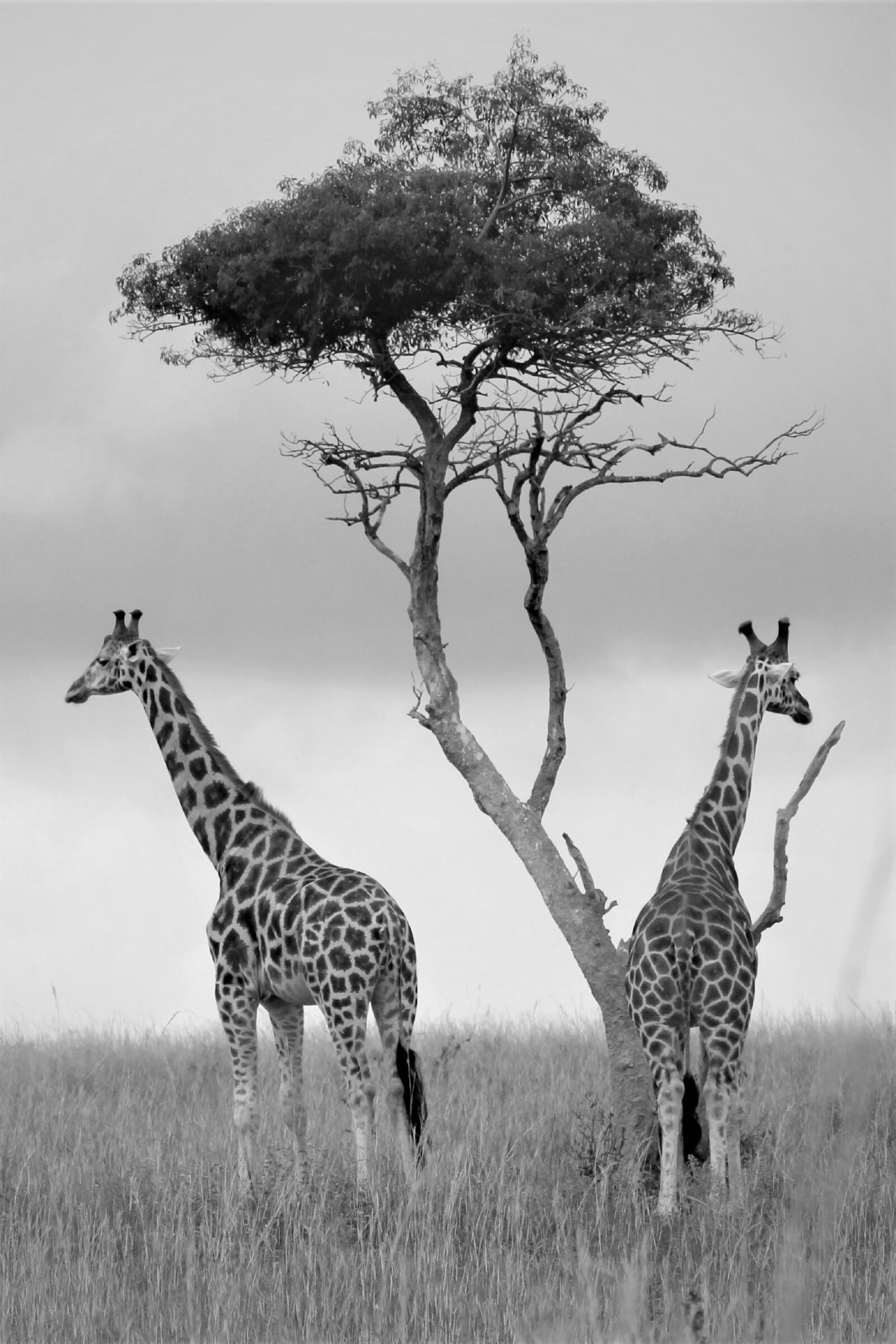 Canon EOS 60D sample photo. Uganda wildlife, monochrome, black photography