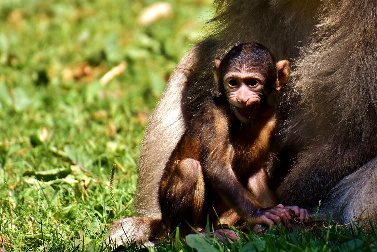 Nikon D7200 sample photo. Ape, baby monkey, barbary photography