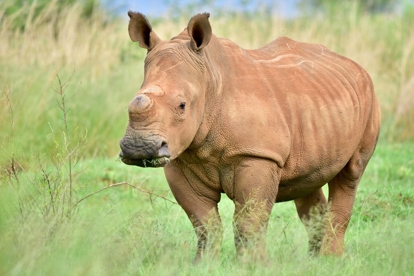 Nikon D750 sample photo. Rhino, white rhino, rhinoceros photography