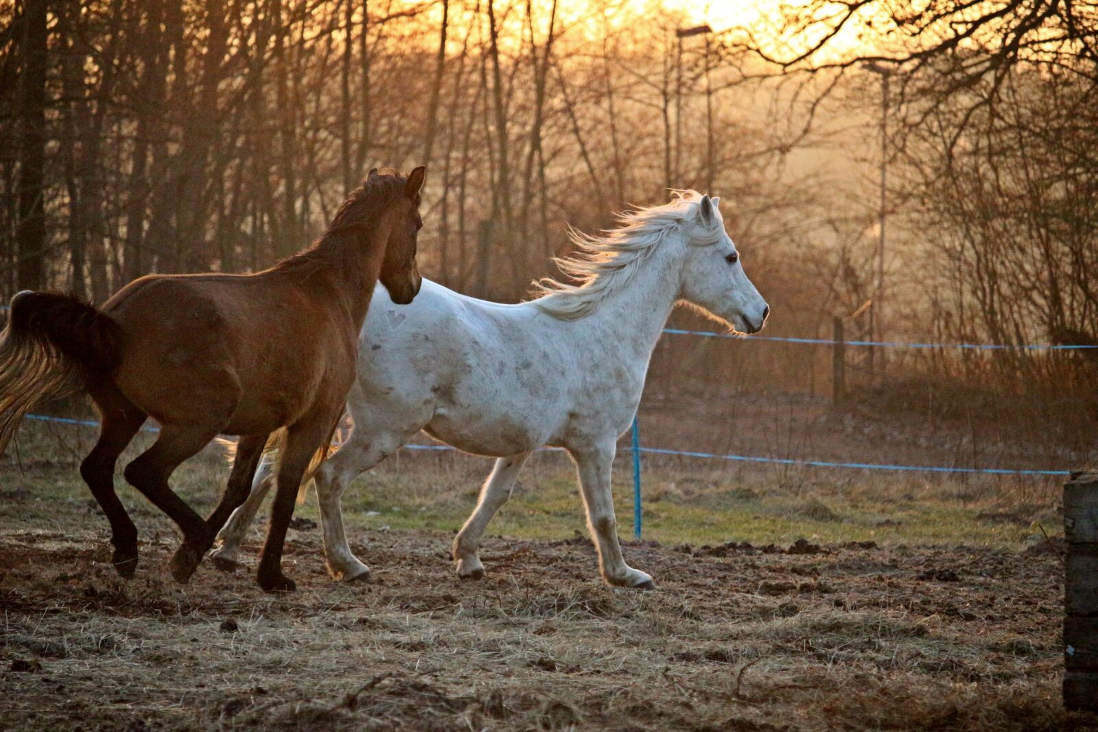 Canon EOS 100D (EOS Rebel SL1 / EOS Kiss X7) sample photo. Horse, evening light, mold photography