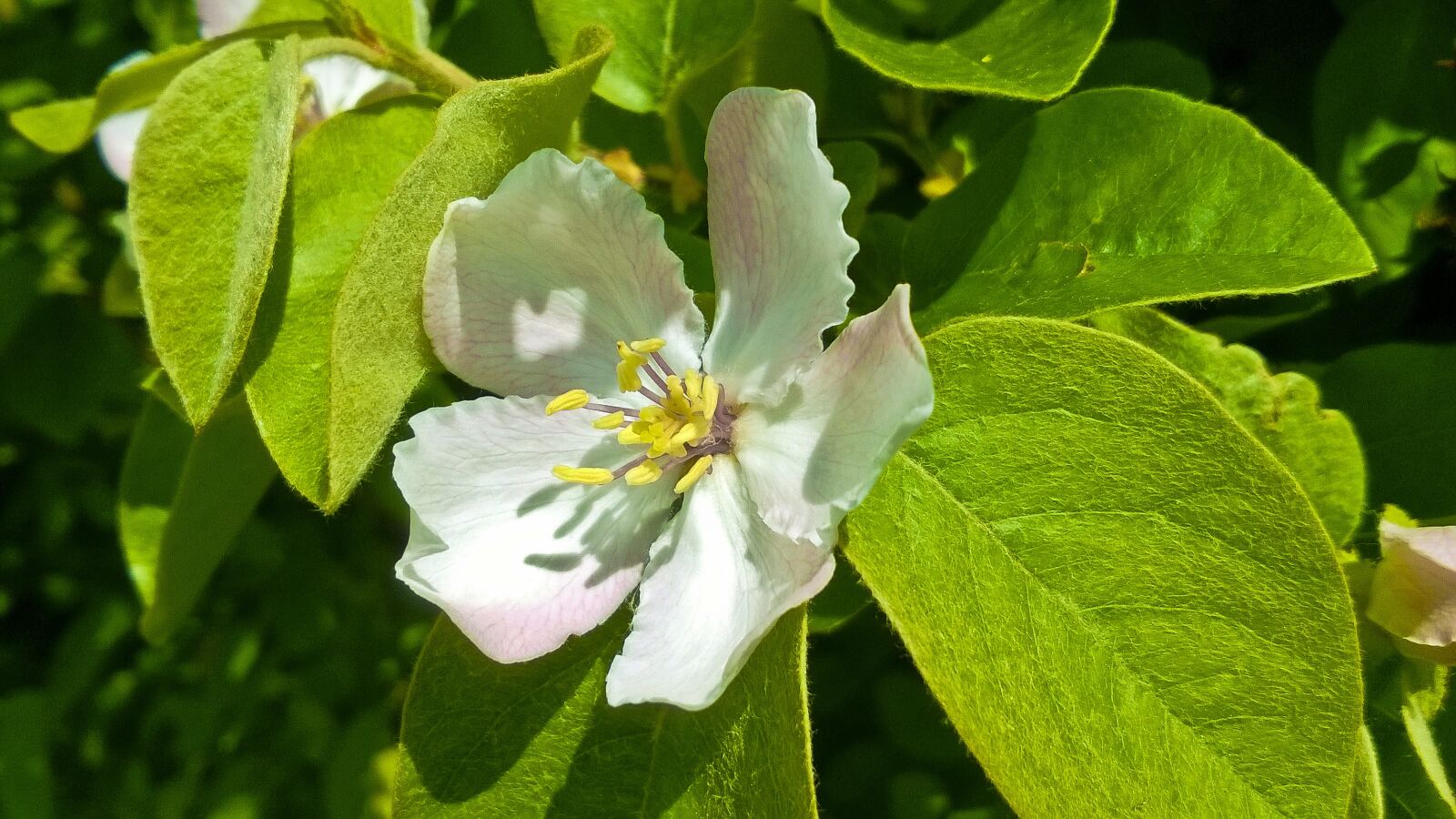 Nokia Lumia 735 sample photo. Flower, bush, spring photography