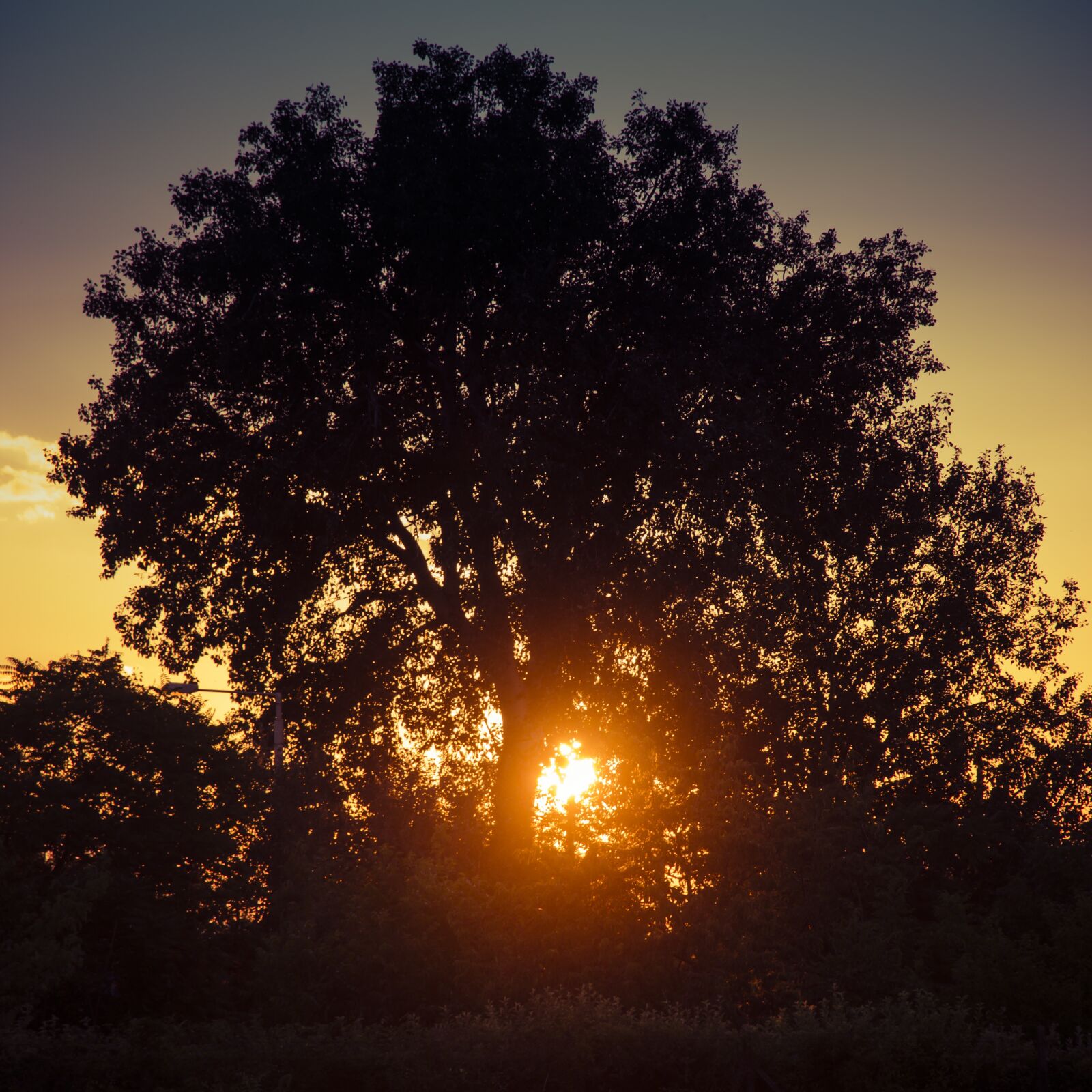 Canon EOS 70D + Canon EF-S 15-85mm F3.5-5.6 IS USM sample photo. Sunset, tree, in the photography