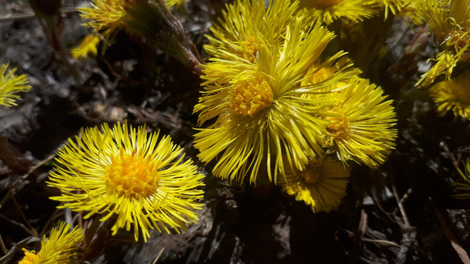 Samsung Galaxy A5(2017) sample photo. Nature, flower, mountain photography
