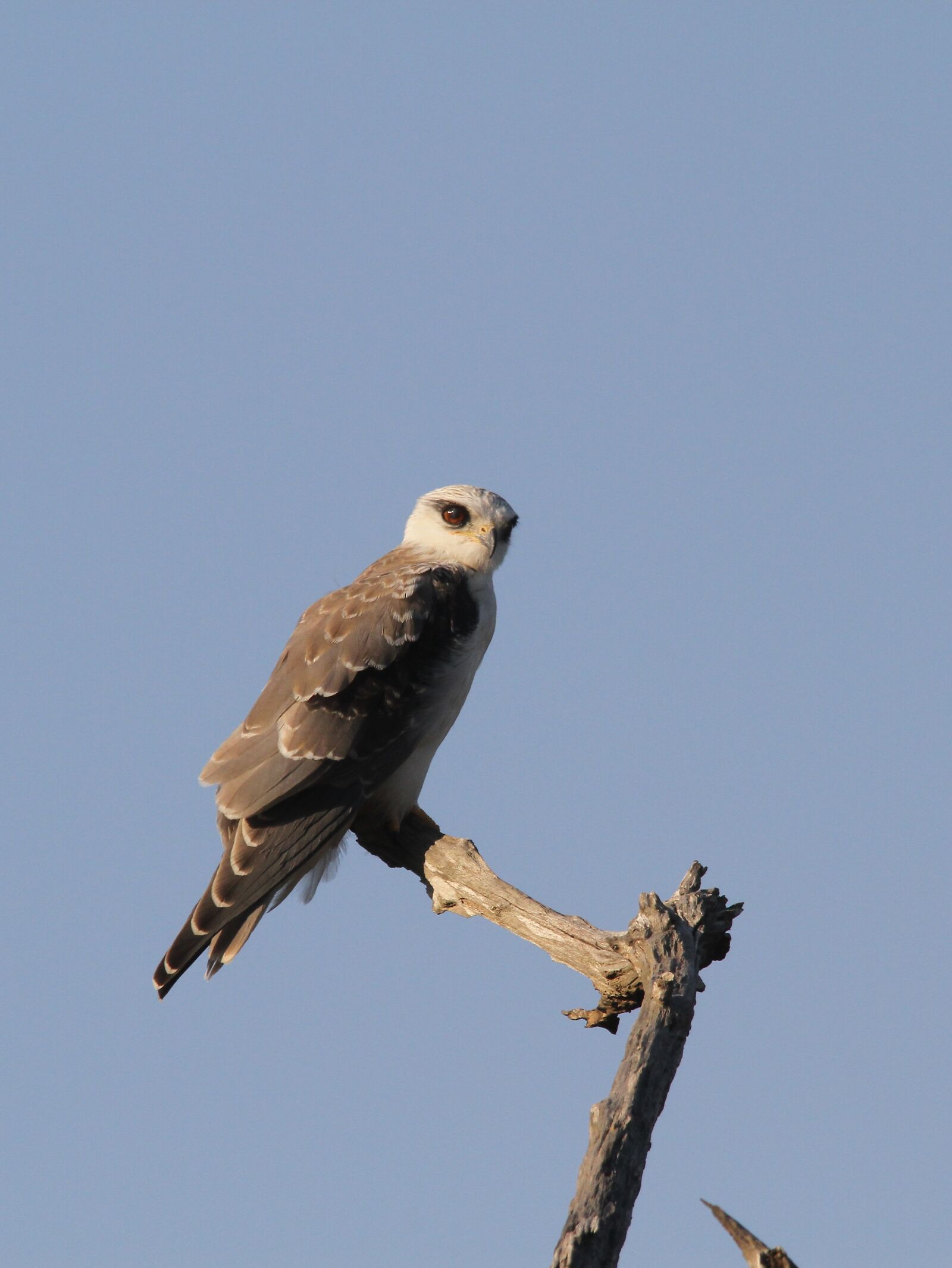 Canon EOS 7D sample photo. Black-shouldered kite, raptor, predator photography