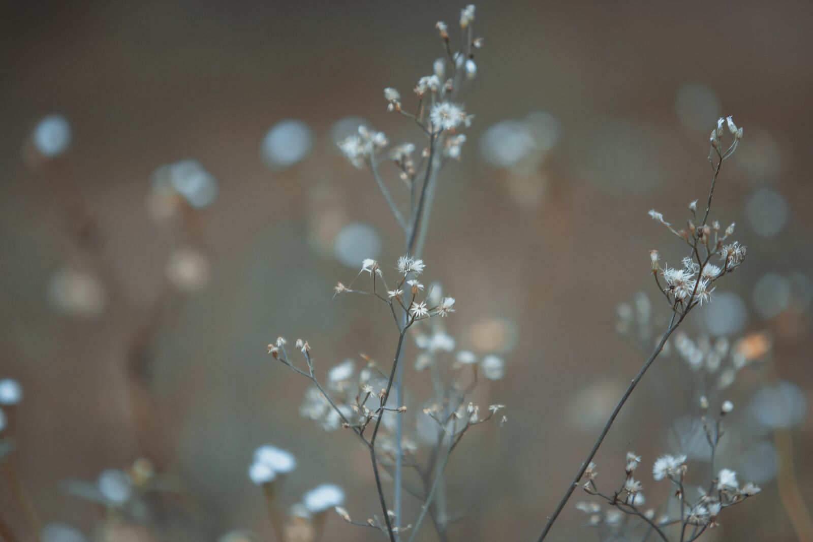 Canon EOS 60D sample photo. Flower, nature, plant photography