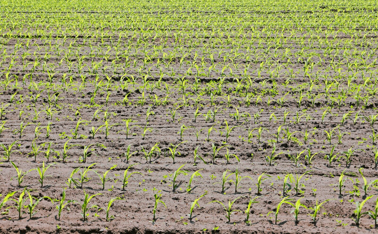 Panasonic Lumix DMC-LX100 sample photo. Corn, cornfield, seedlings photography