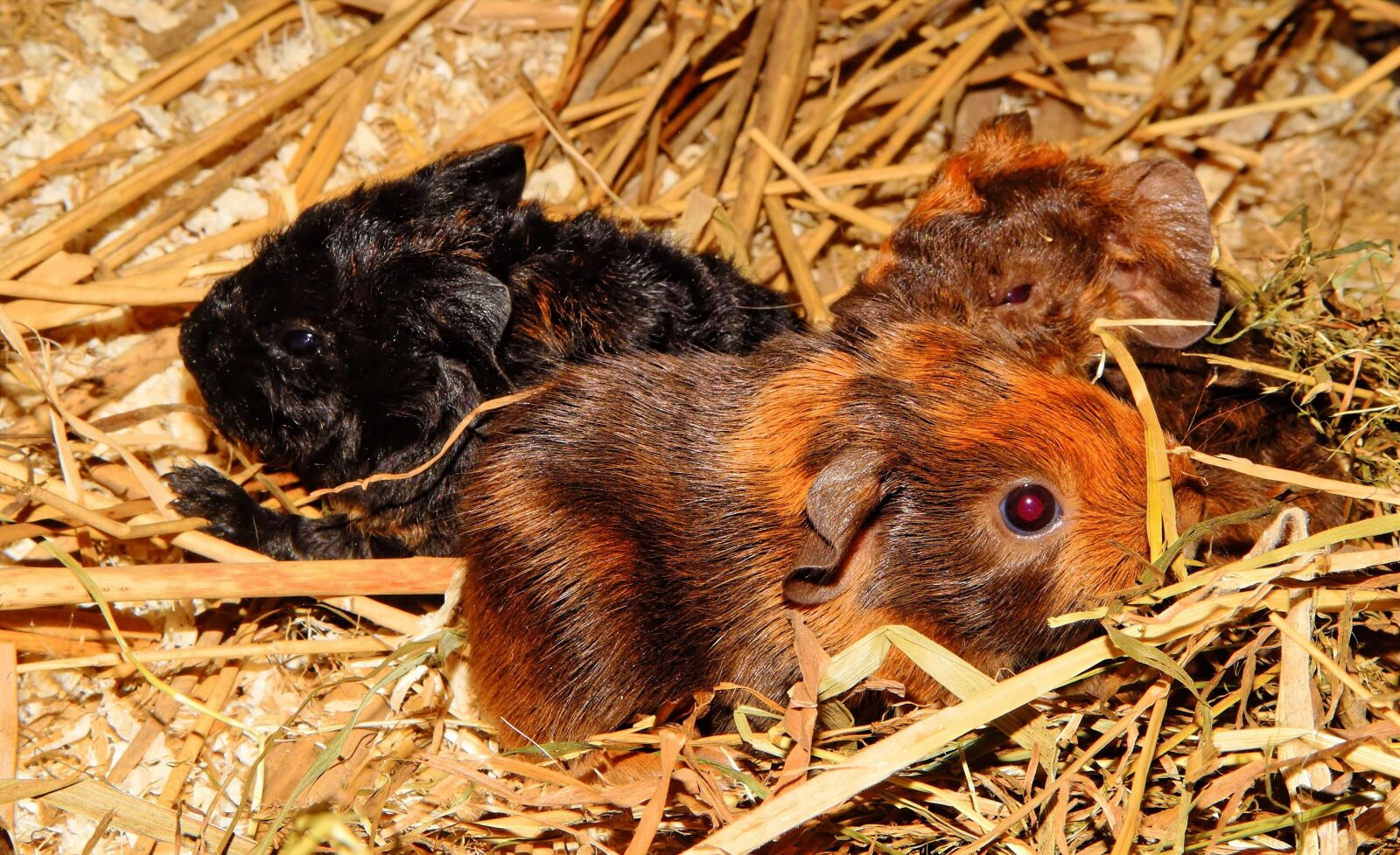 Sony SLT-A58 sample photo. Guinea pig, young animals photography