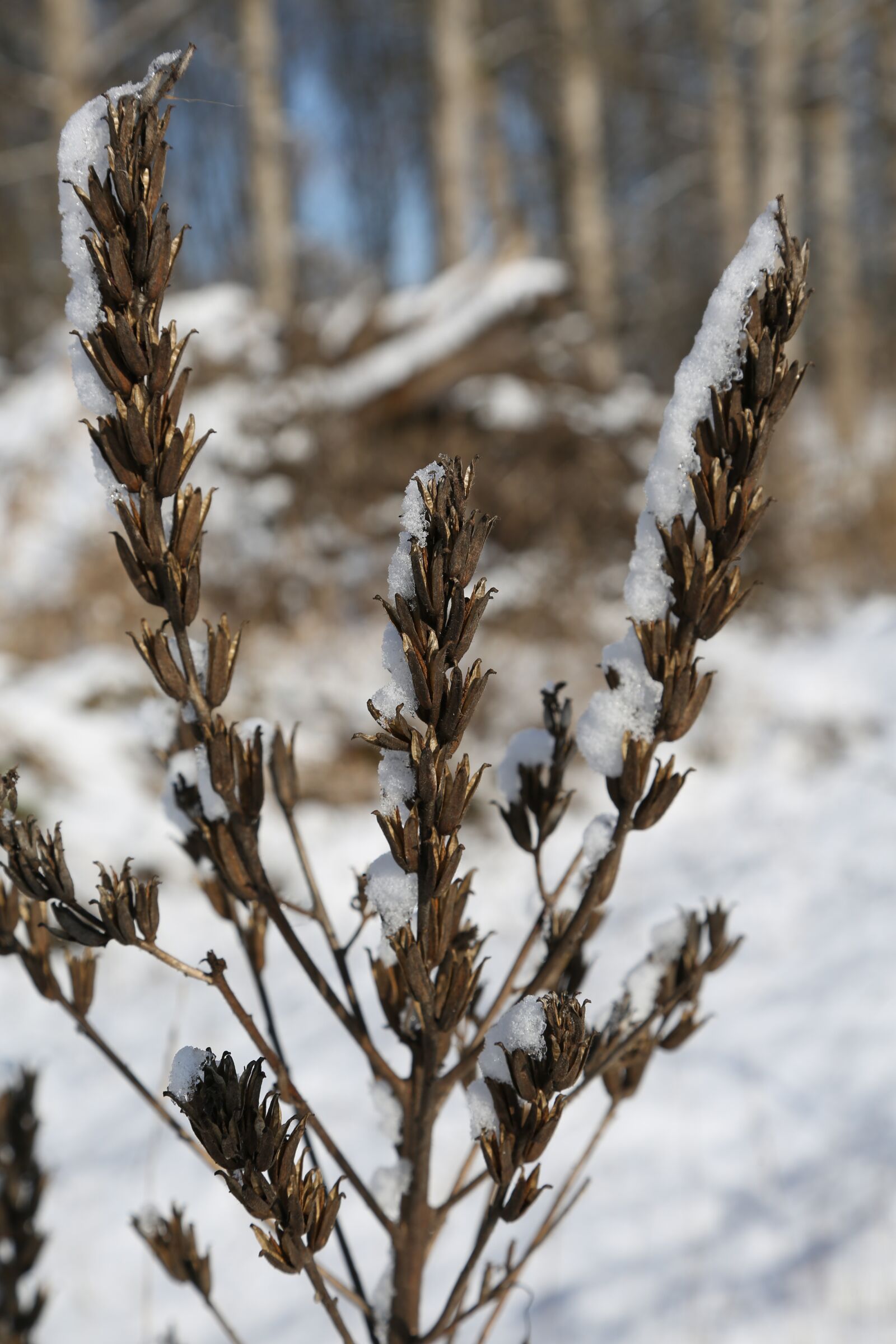 Canon EF 24-105mm F4L IS USM sample photo. Hoarfrost, cold, winter photography