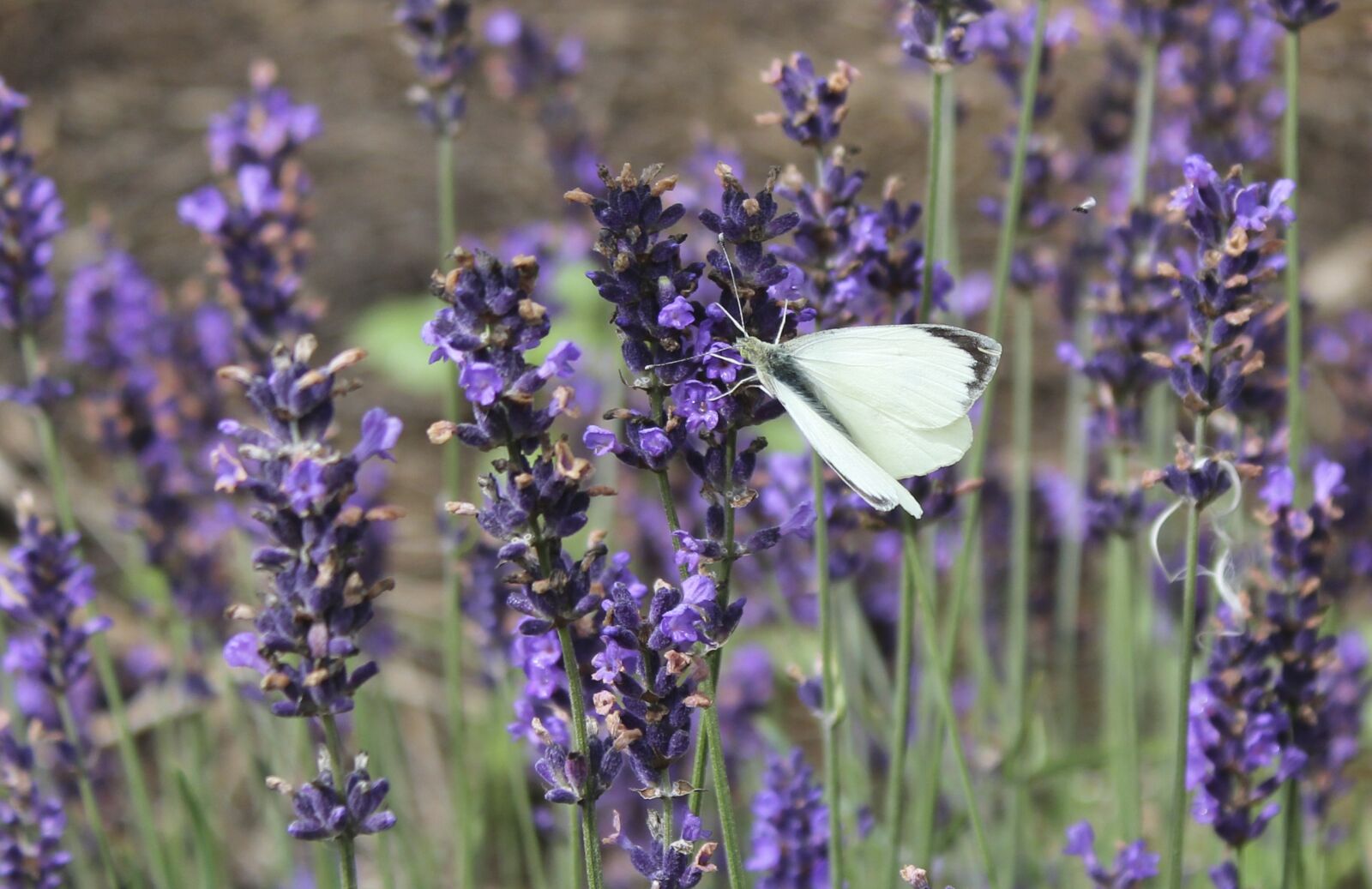 Canon EOS 1300D (EOS Rebel T6 / EOS Kiss X80) sample photo. Lavender, butterfly, summer photography