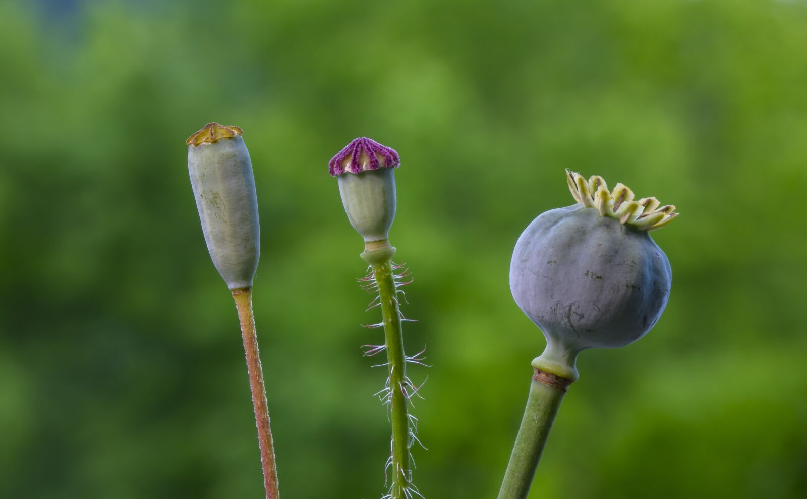 24-200mm F2.8 sample photo. Boll, poppy, poppy seed photography