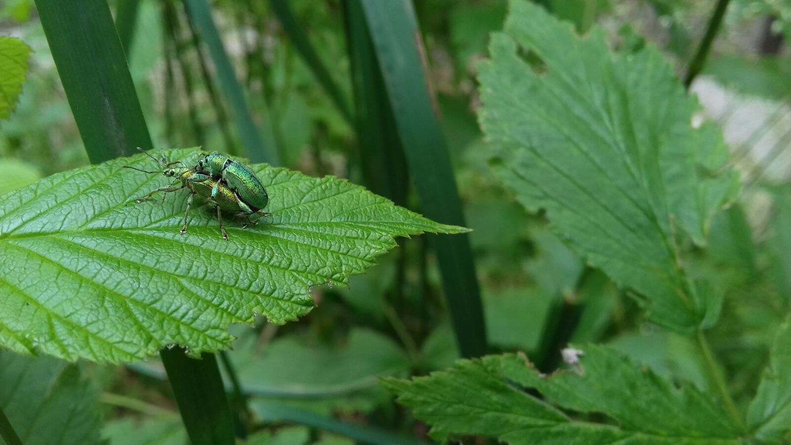 Samsung Galaxy J3(2016) sample photo. Nature, umava national park photography