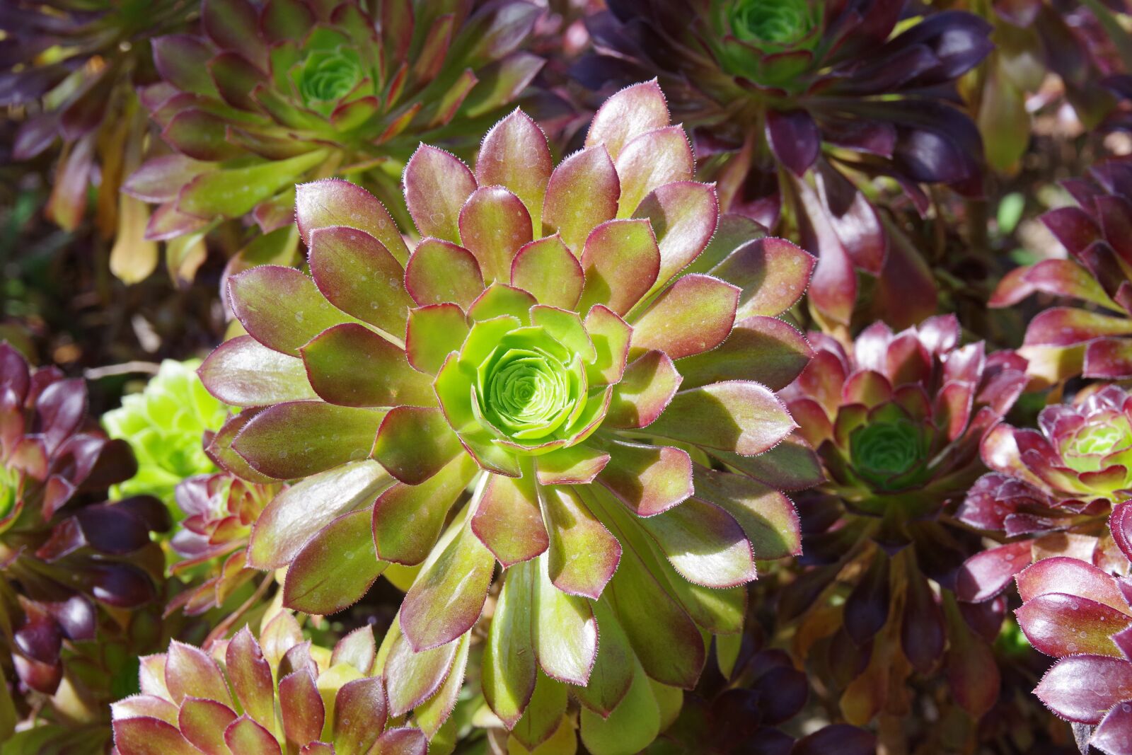 Pentax K-70 sample photo. Nature, plant, flower photography